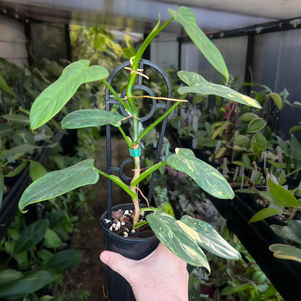 philodendron bipennifolium silver Philodendron Bipennifolium Variegated