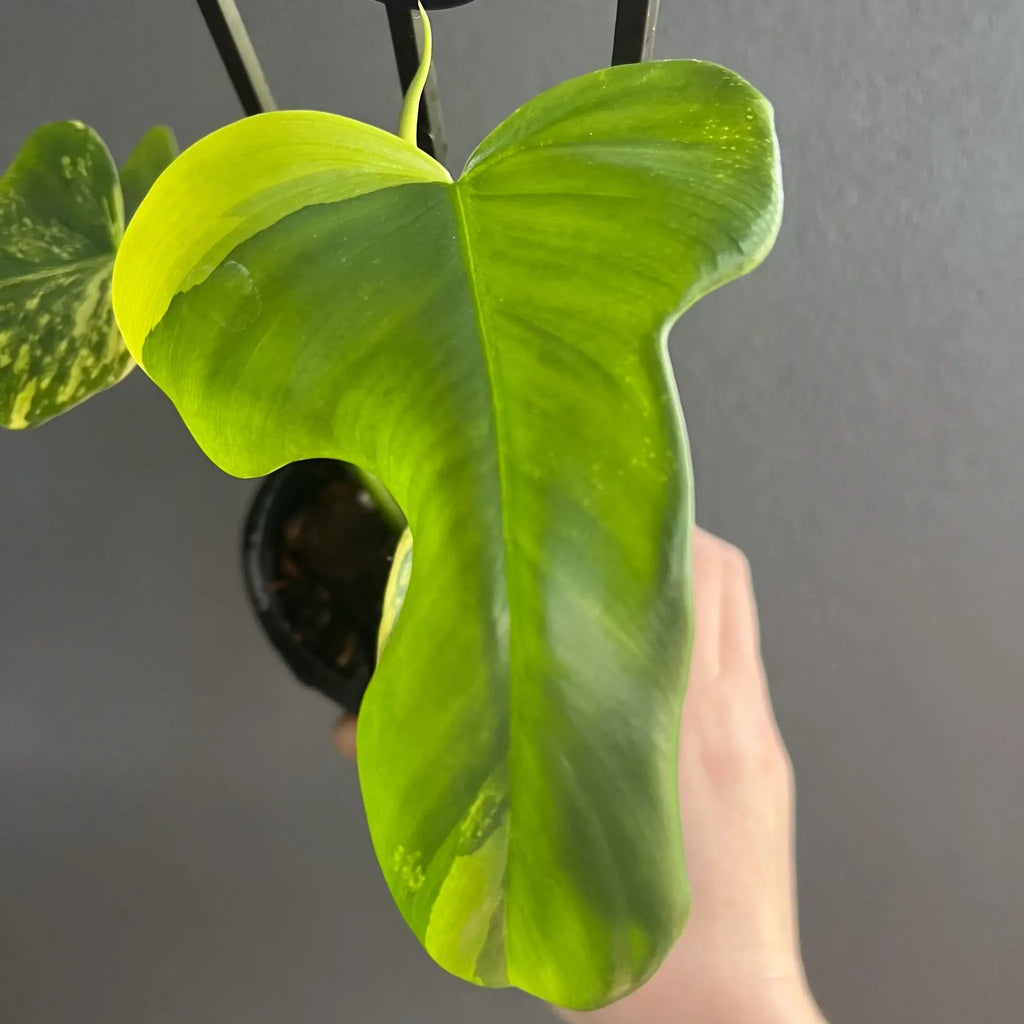 Philodendron bipennifolium variegated leaf showcasing unique marbling, a rare indoor plant from Chalet Boutique, Australia.
