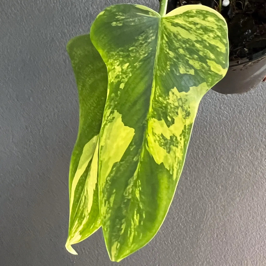 Philodendron bipennifolium variegated foliage showcasing unique cream and green marbling. Available at Chalet Boutique, Australia.