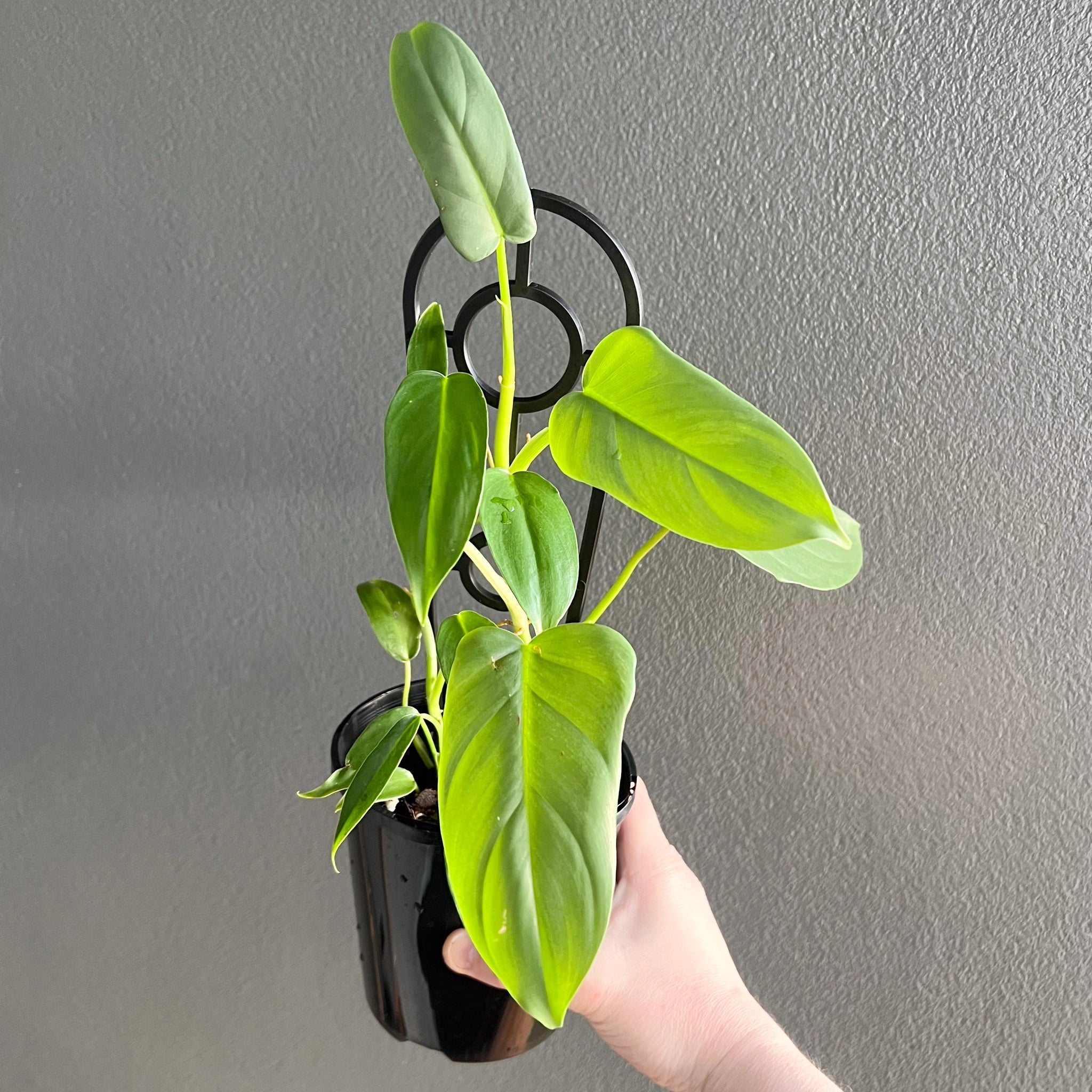 Philodendron bipennifolium