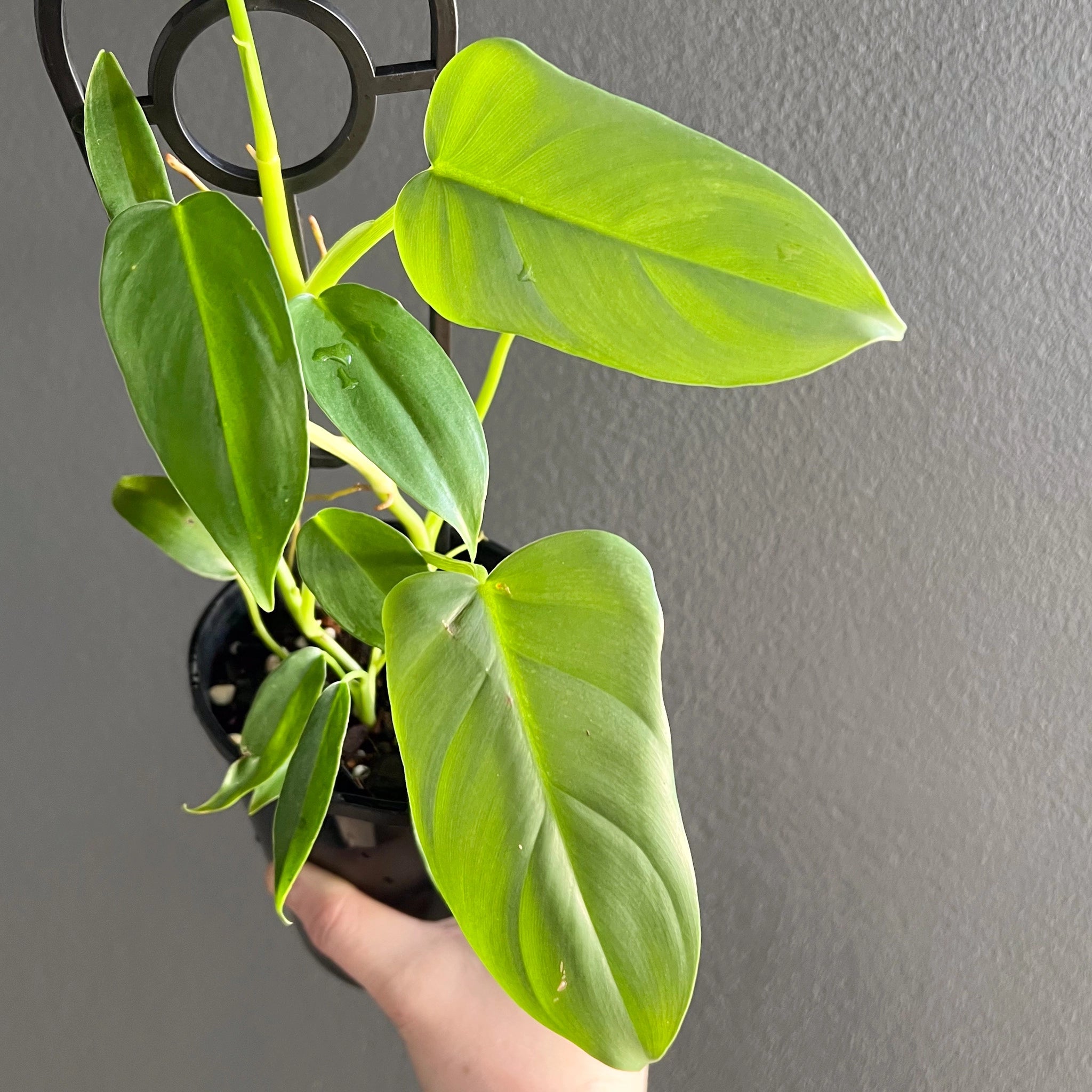 climbing philodendron bipennifolium Philodendron bipennifolium