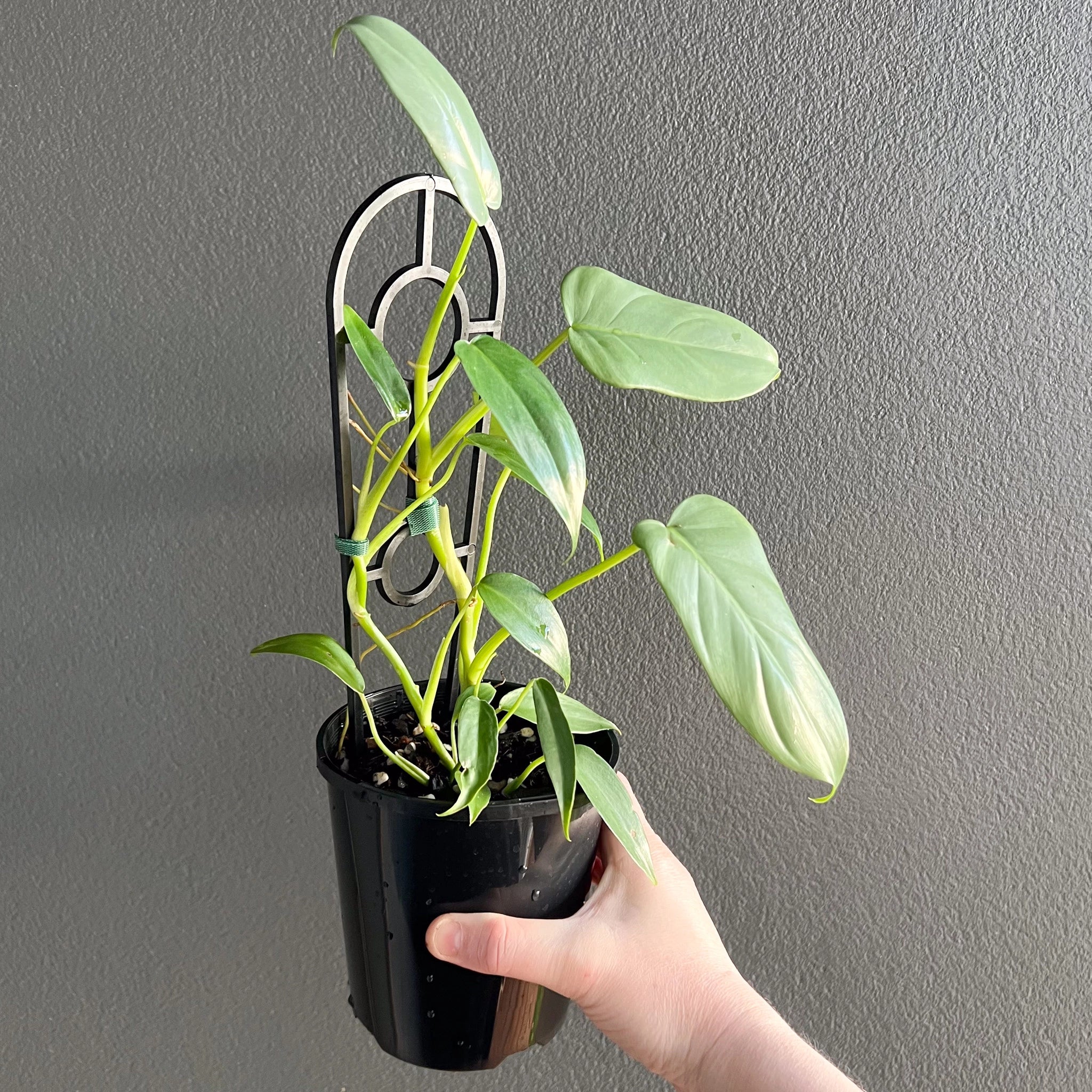 Philodendron bipennifolium