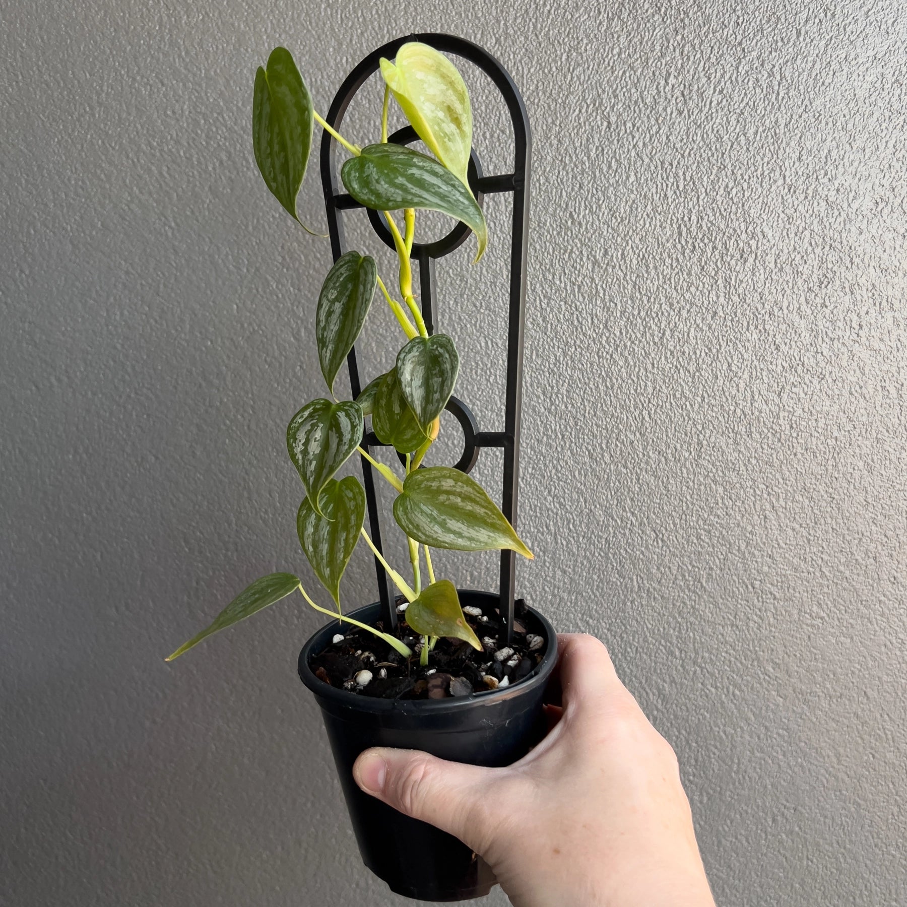 philodendron brandtianum australia Buy Philodendron Brandtianum