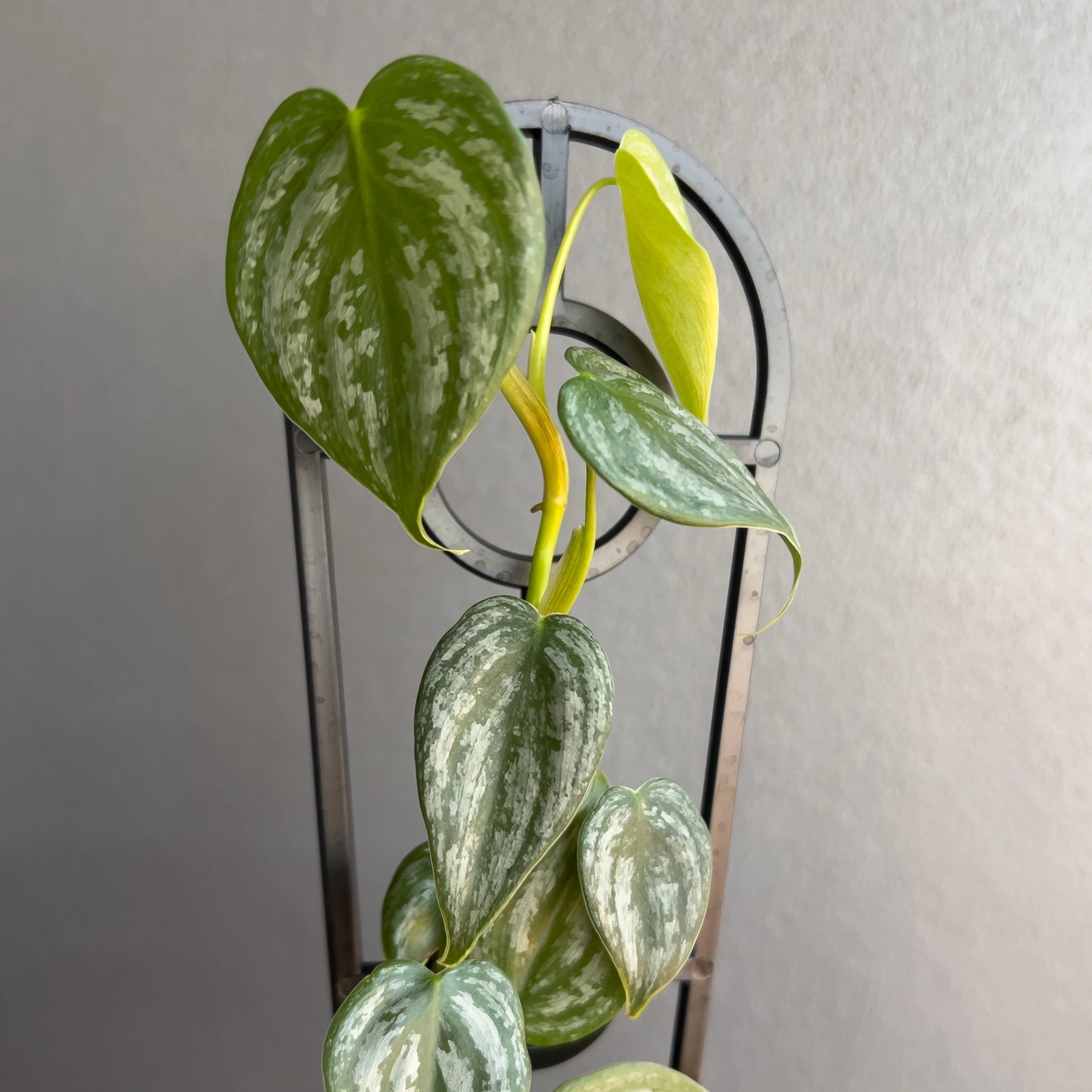 philodendron brandi australia Buy Philodendron Brandtianum