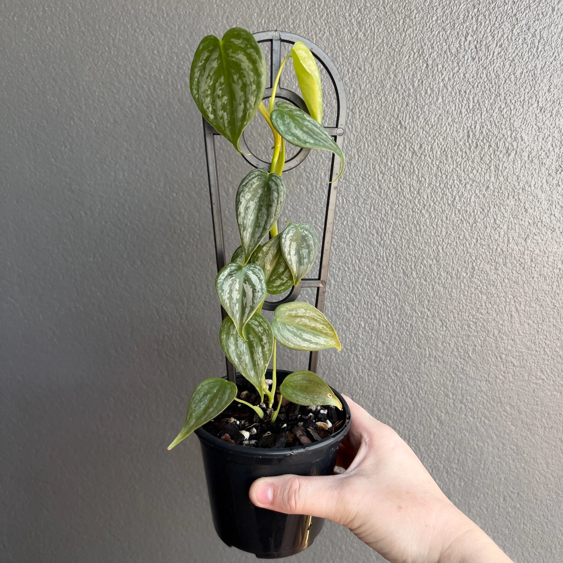 philodendron brandtianum rare Buy Philodendron Brandtianum