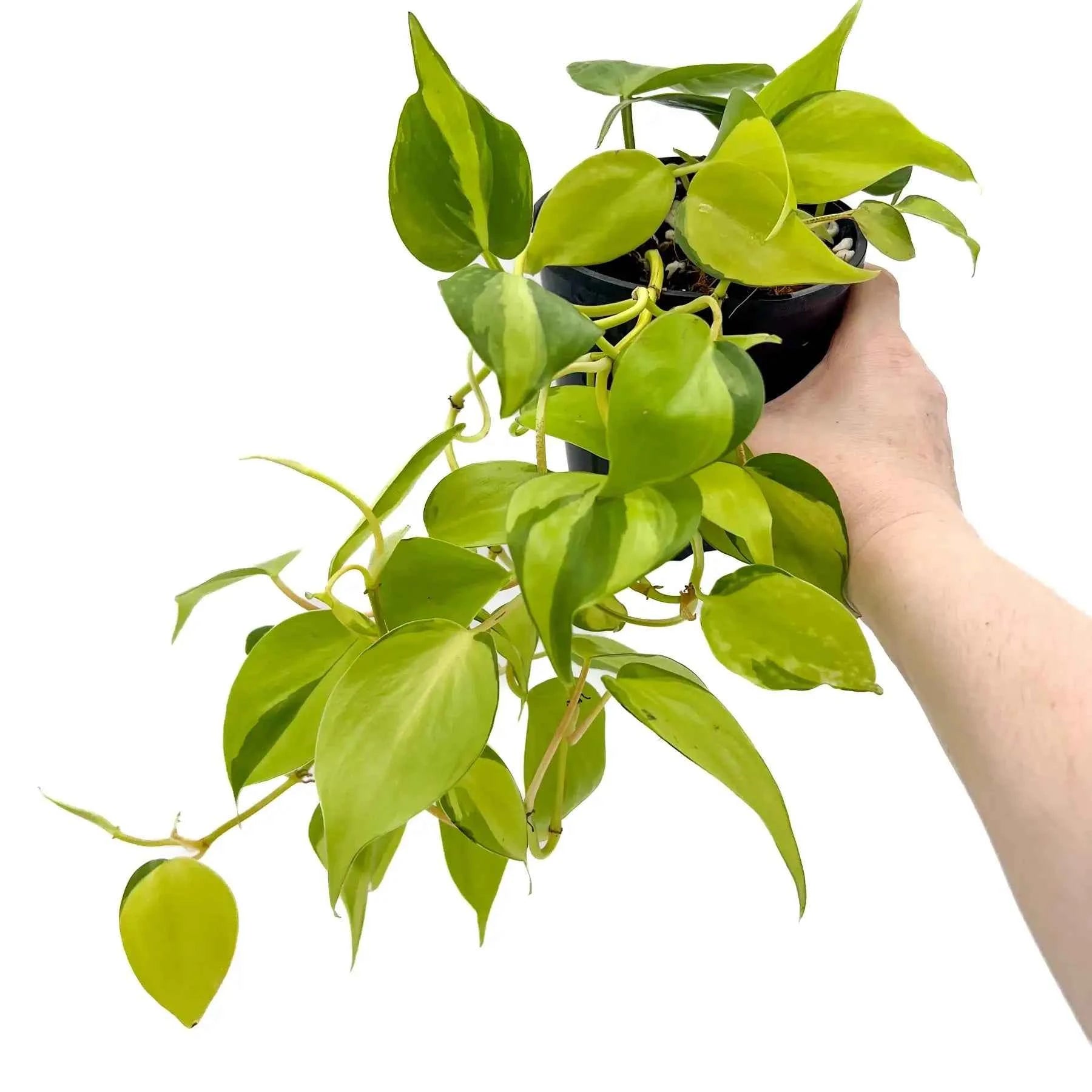 philodendron brasil australia Philodendron hederaceum Brasil