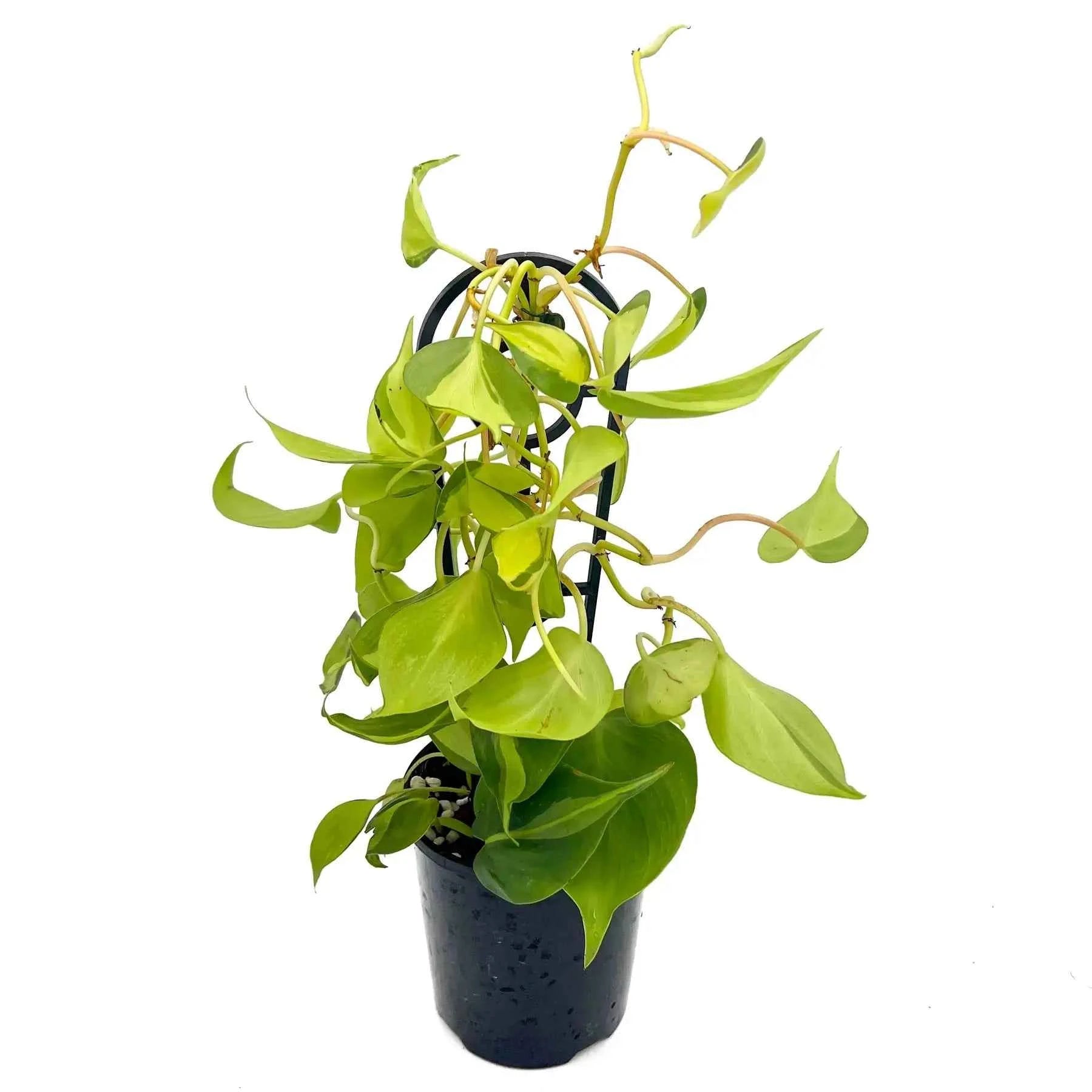philodendron brasil for sale australia Philodendron hederaceum Brasil