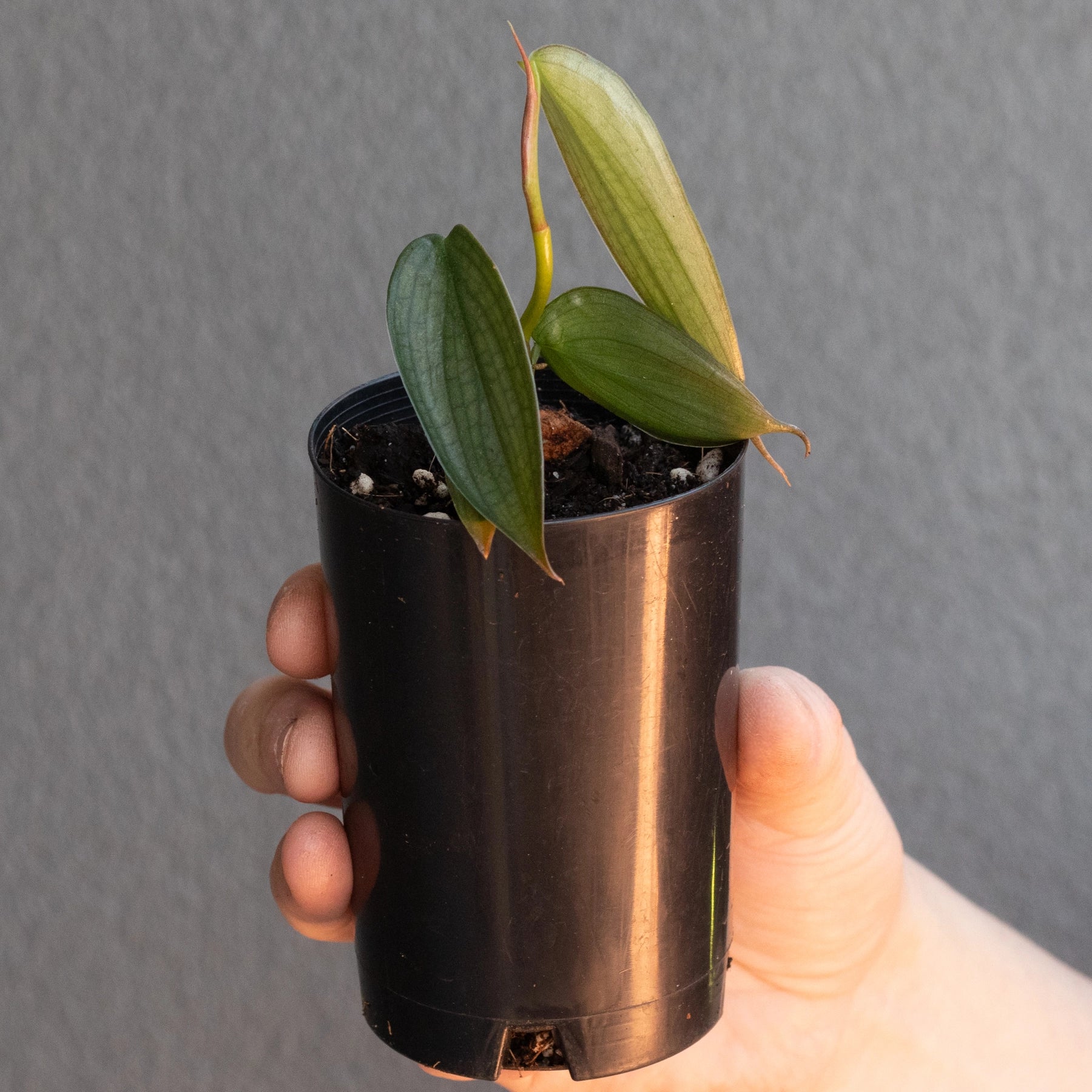 burle marx fantasy philodendron Buy Philodendron Burle Marx Fantasy