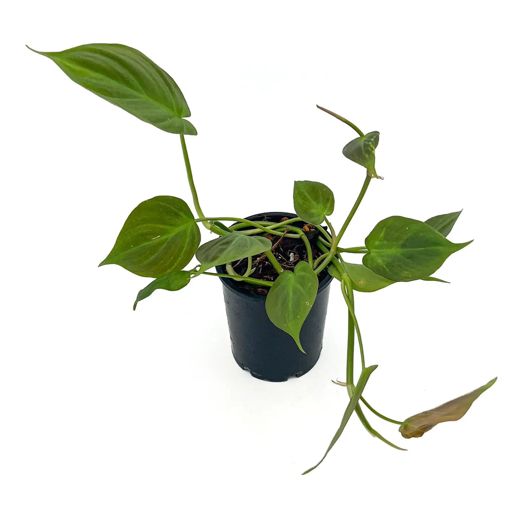 Philodendron camposportoanum | Indoor Plant | Chalet Boutique - Australia