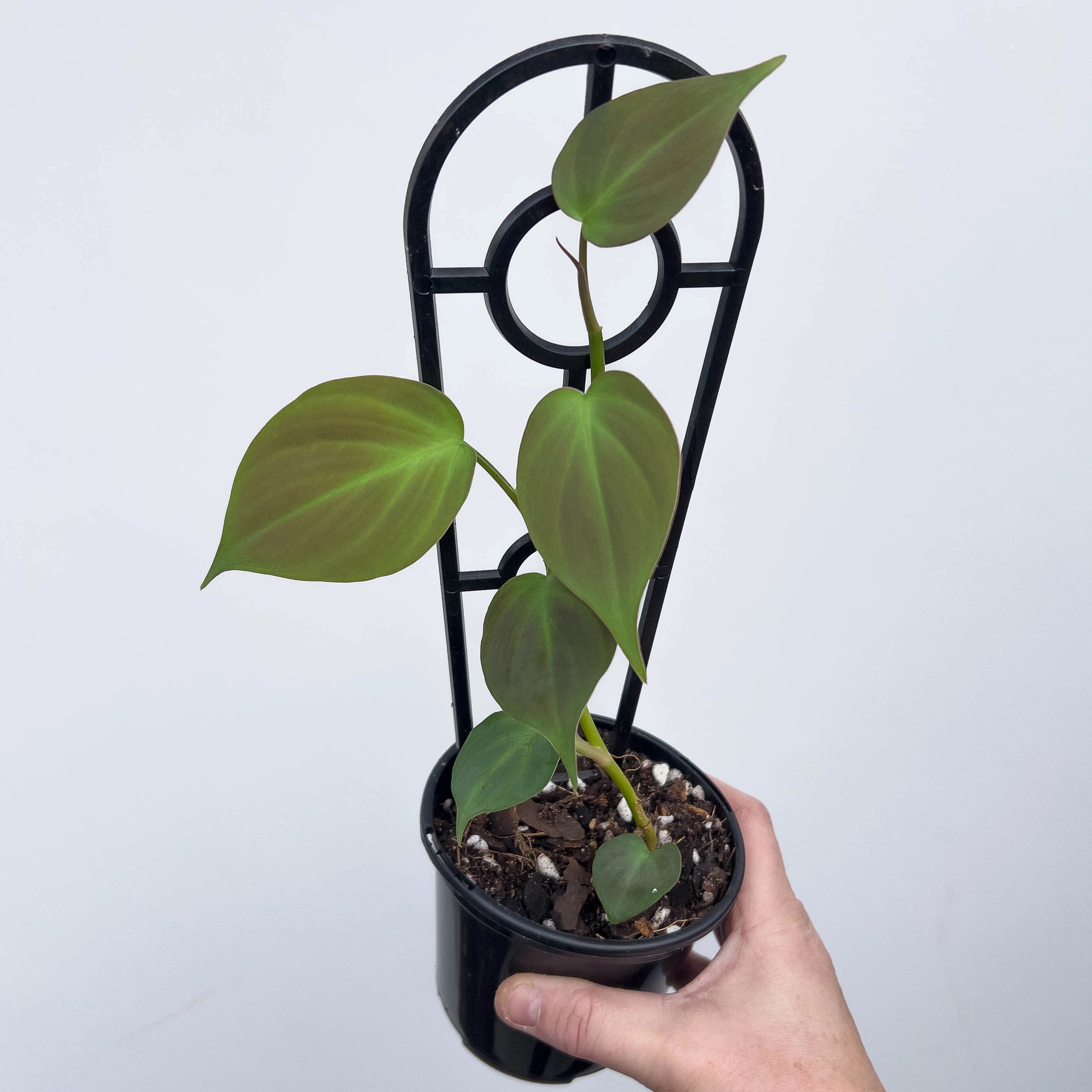 philodendron australian indoor plants Buy Philodendron camposportoanum