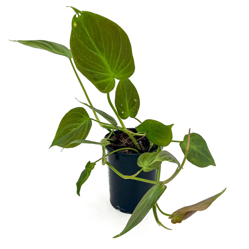 Philodendron camposportoanum | Indoor Plant | Chalet Boutique - Australia