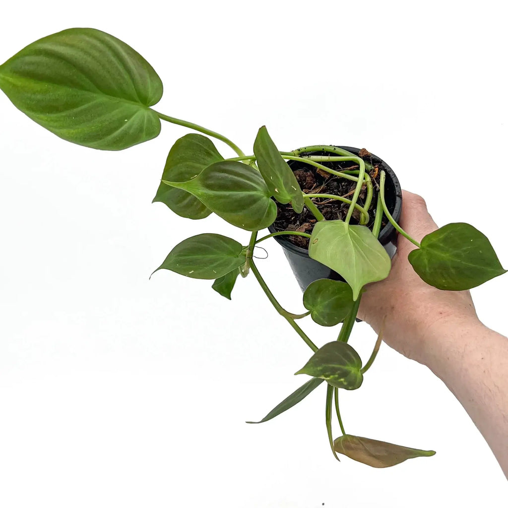 Philodendron camposportoanum | Indoor Plant | Chalet Boutique - Australia