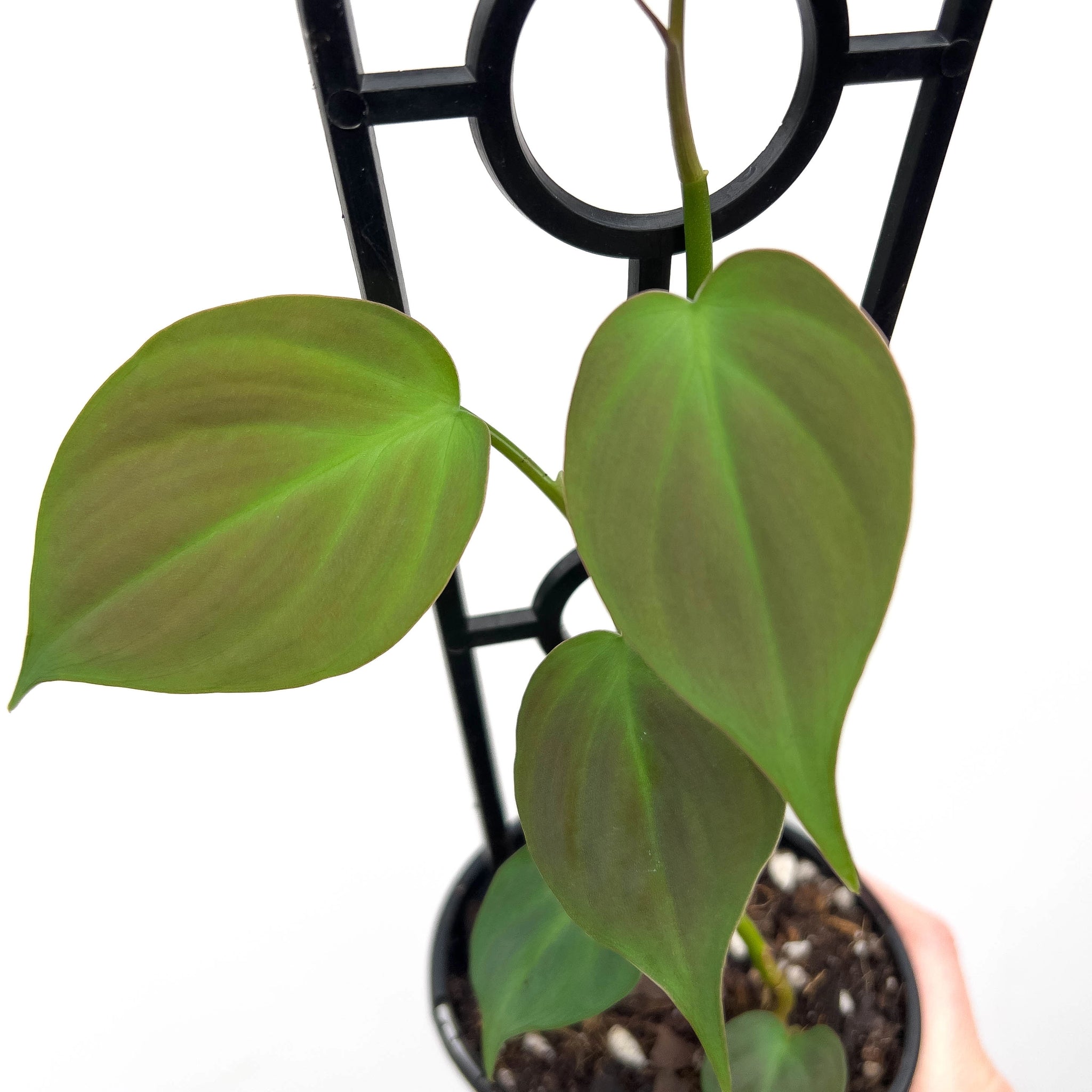 philodendron camposportoanum rare Buy Philodendron camposportoanum