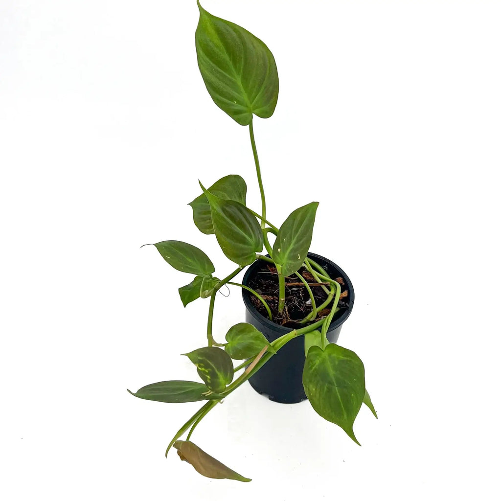 Philodendron camposportoanum | Indoor Plant | Chalet Boutique - Australia