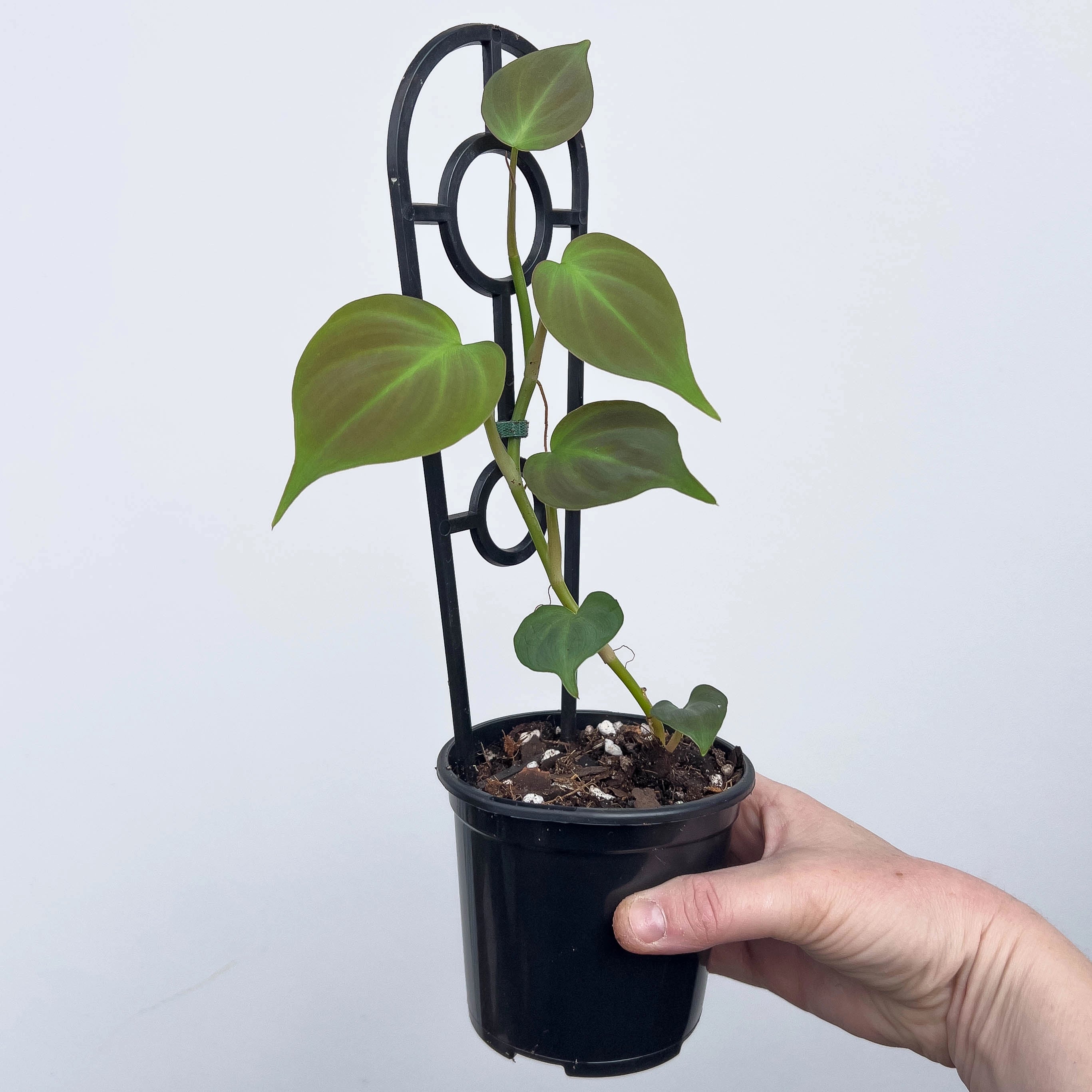 chris philodendron Buy Philodendron camposportoanum