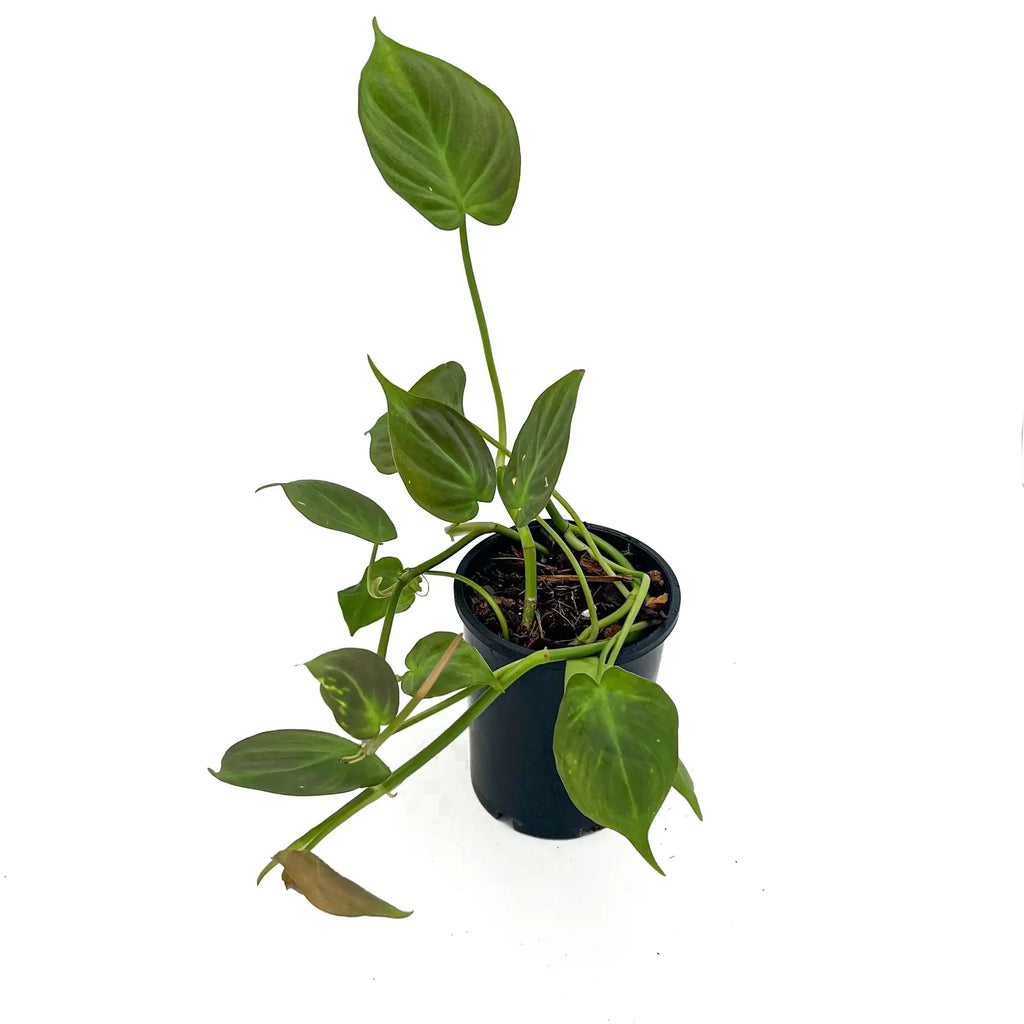 Philodendron camposportoanum | Indoor Plant | Chalet Boutique - Australia