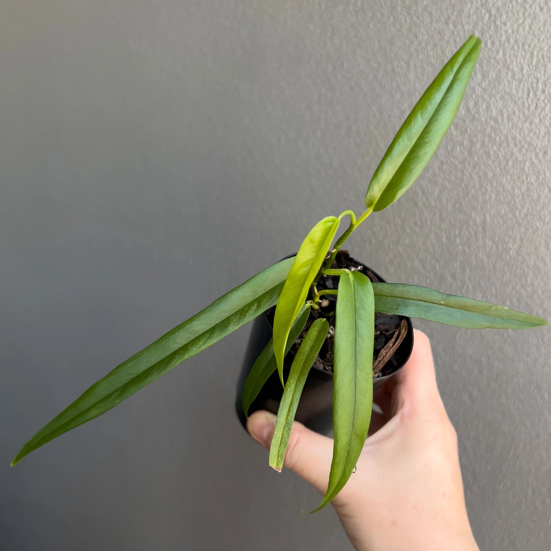 philodendron chinchamayense Buy Philodendron Chinchamayense