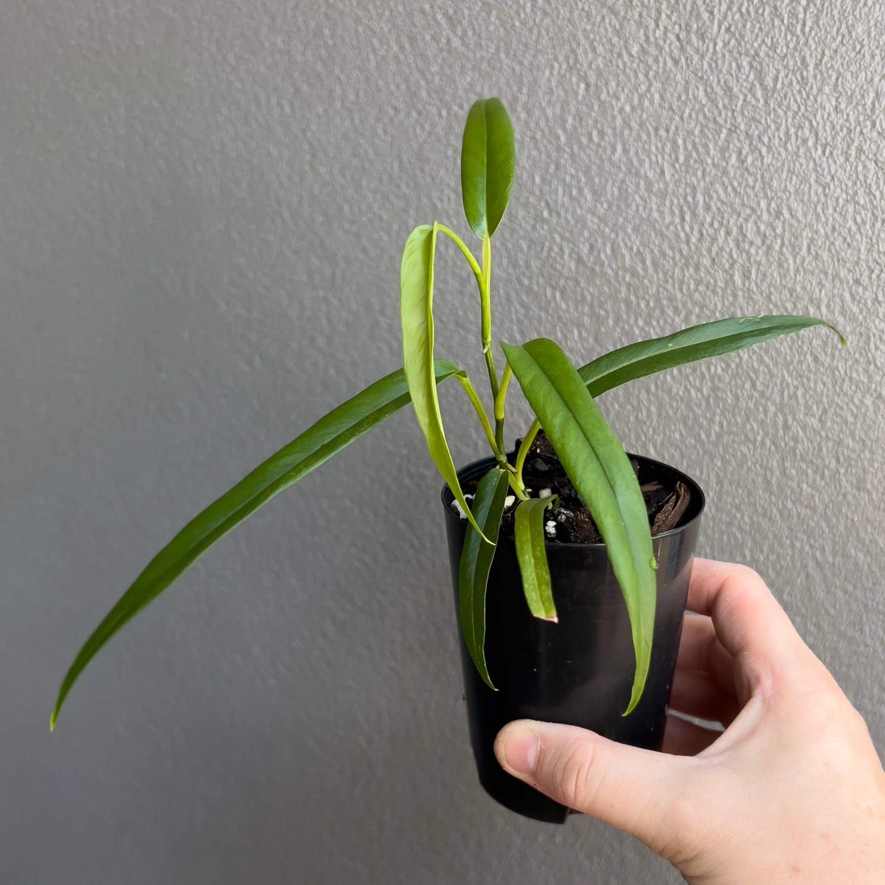 Buy Philodendron Chinchamayense