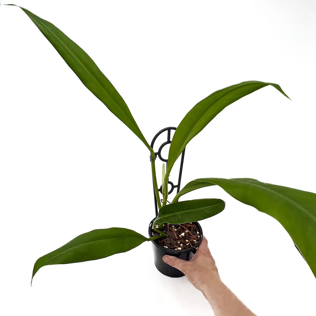 Philodendron crassinervium with long lance-shaped leaves held in hand, rare indoor plant from Chalet Boutique, Australia.