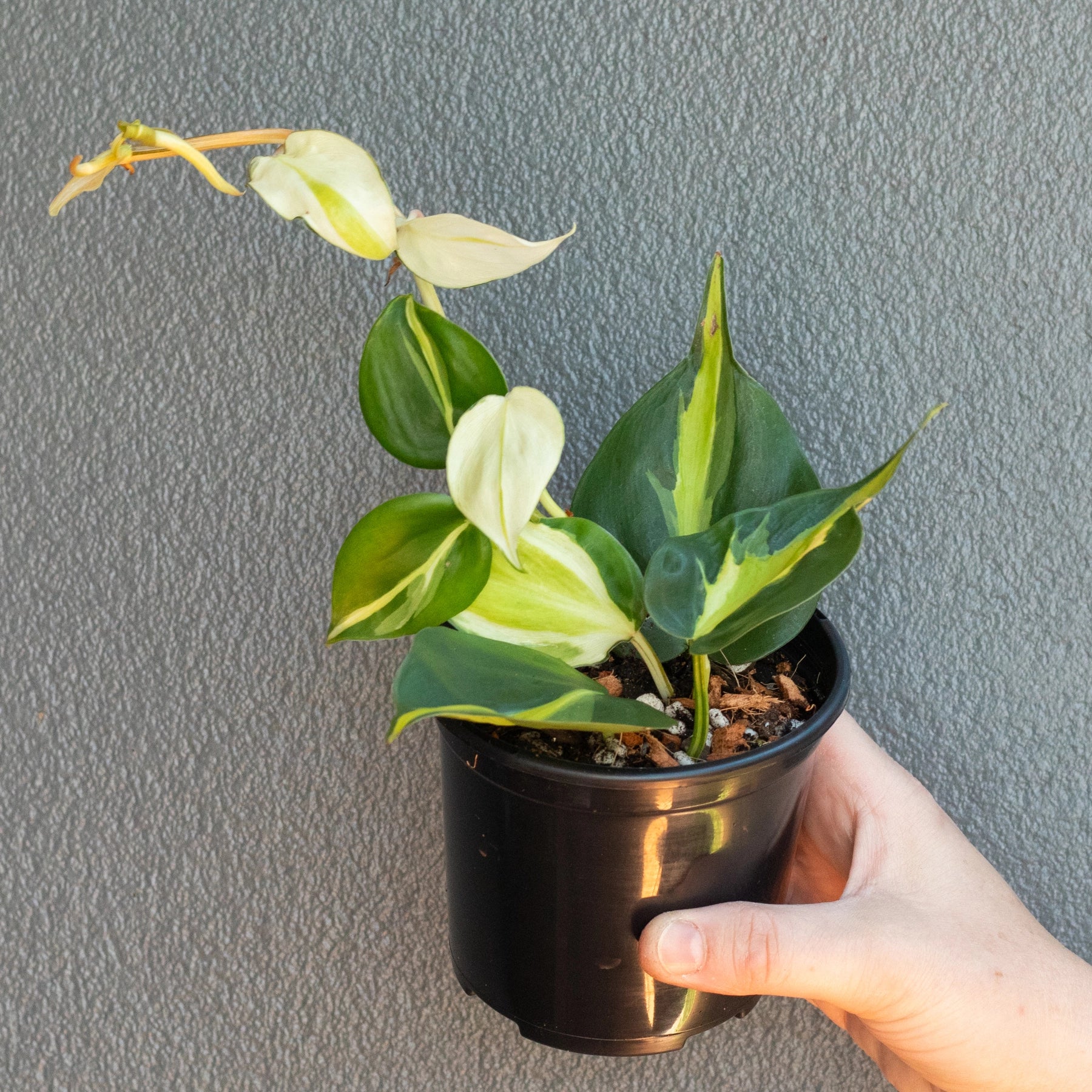 philodendron cream splash australia Philodendron hederaceum 'Cream Splash'