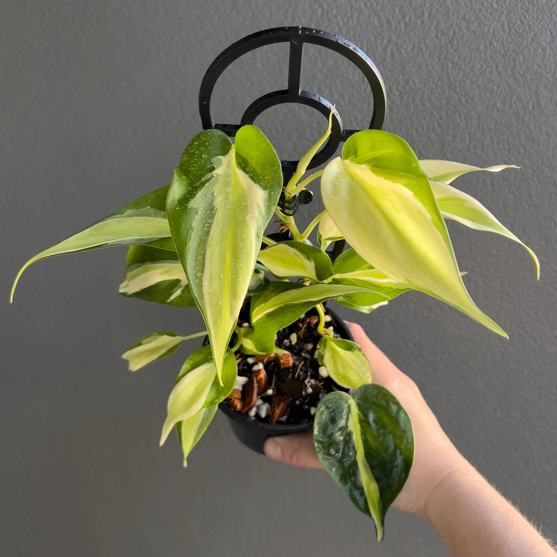 philodendron brasil cream splash Philodendron hederaceum 'Cream Splash'