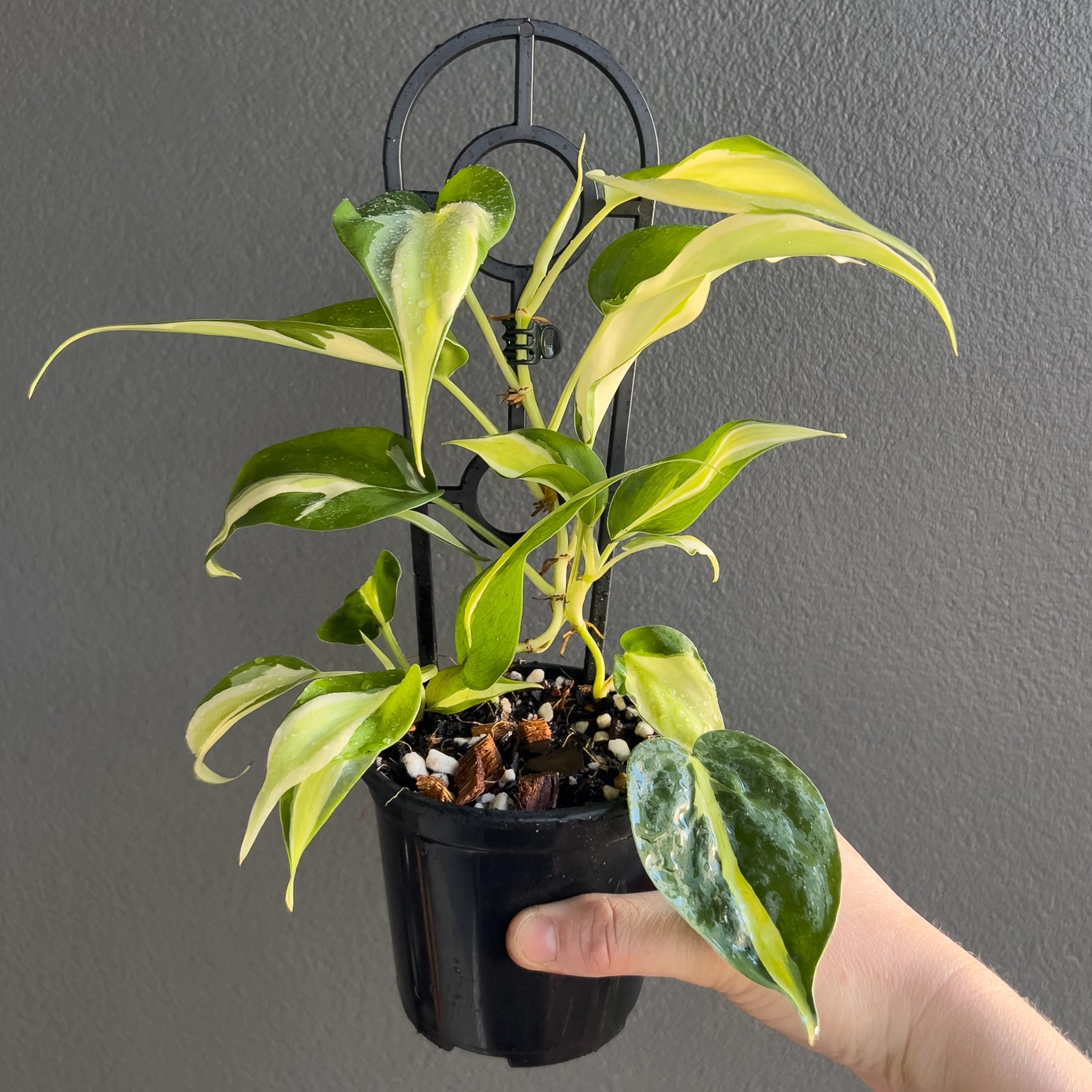 philodendron cream splash for sale Philodendron hederaceum 'Cream Splash'