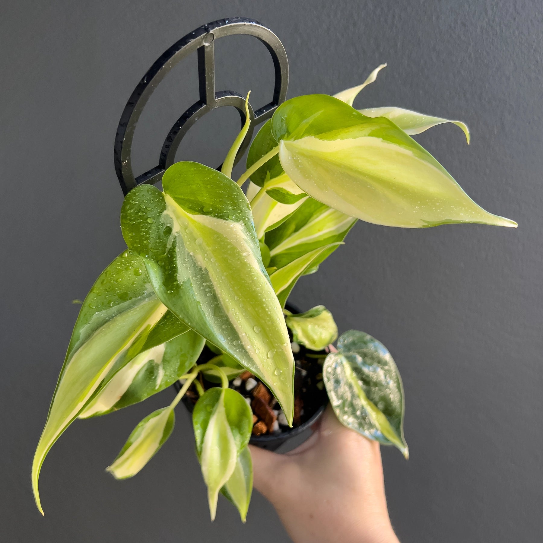 philodendron rio cream splash Philodendron hederaceum 'Cream Splash'