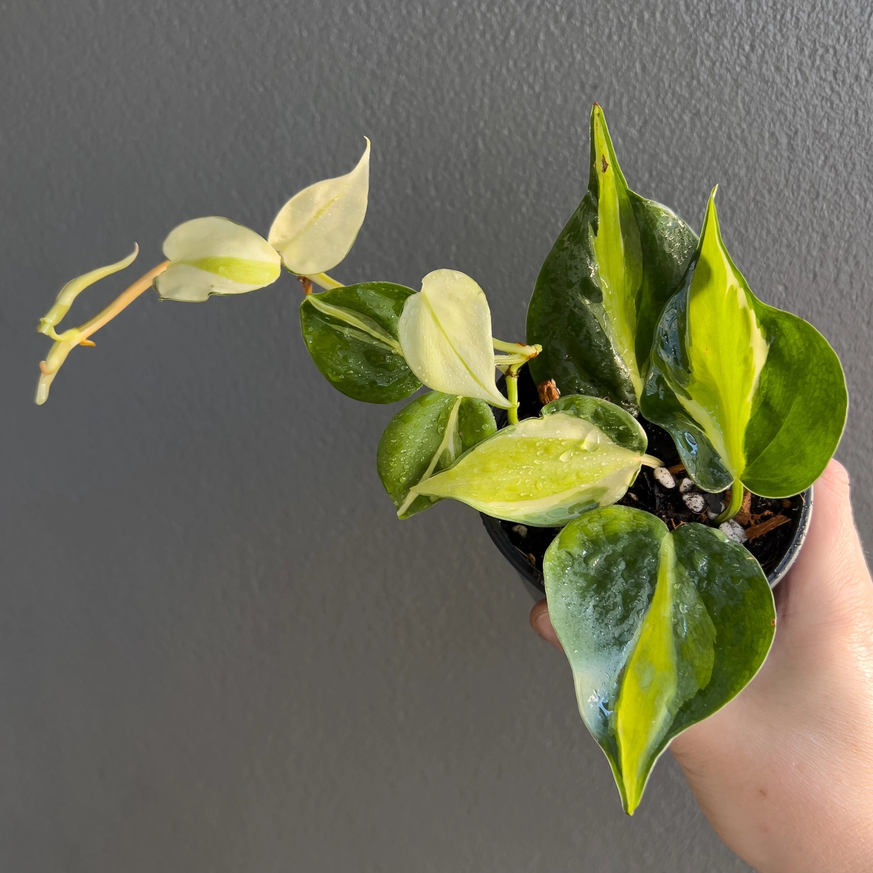 Philodendron hederaceum 'Cream Splash'