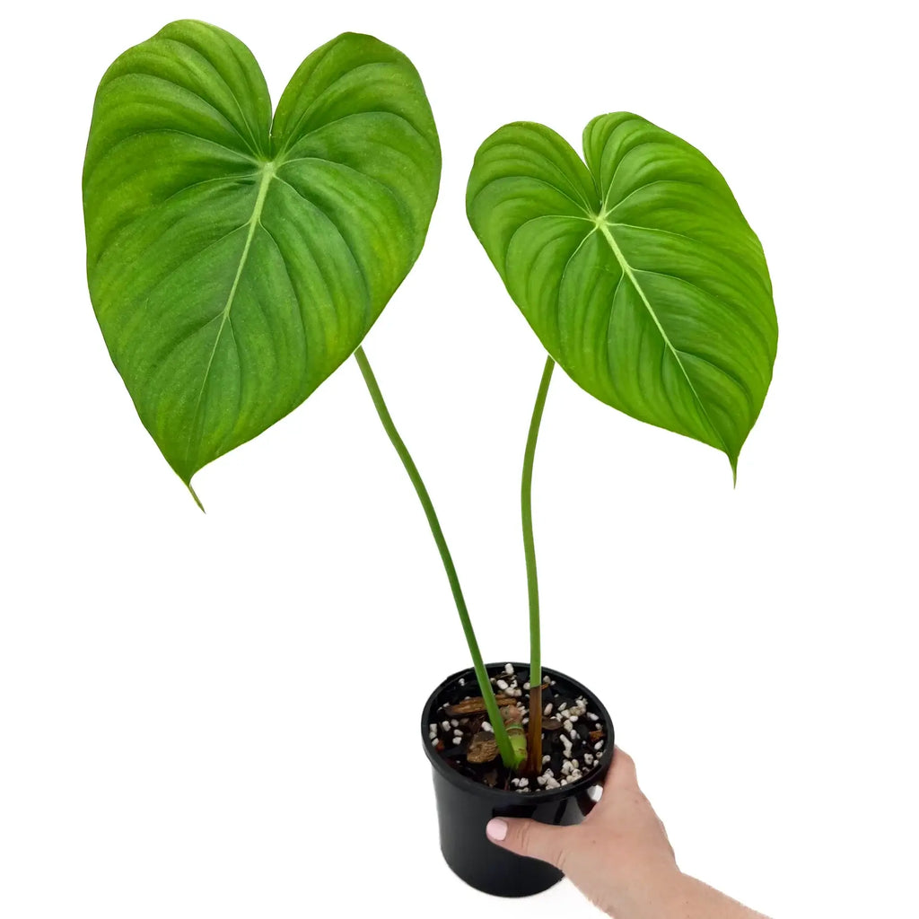 Philodendron Dean McDowell with large heart-shaped leaves, a rare indoor plant, available for express shipping in Australia.