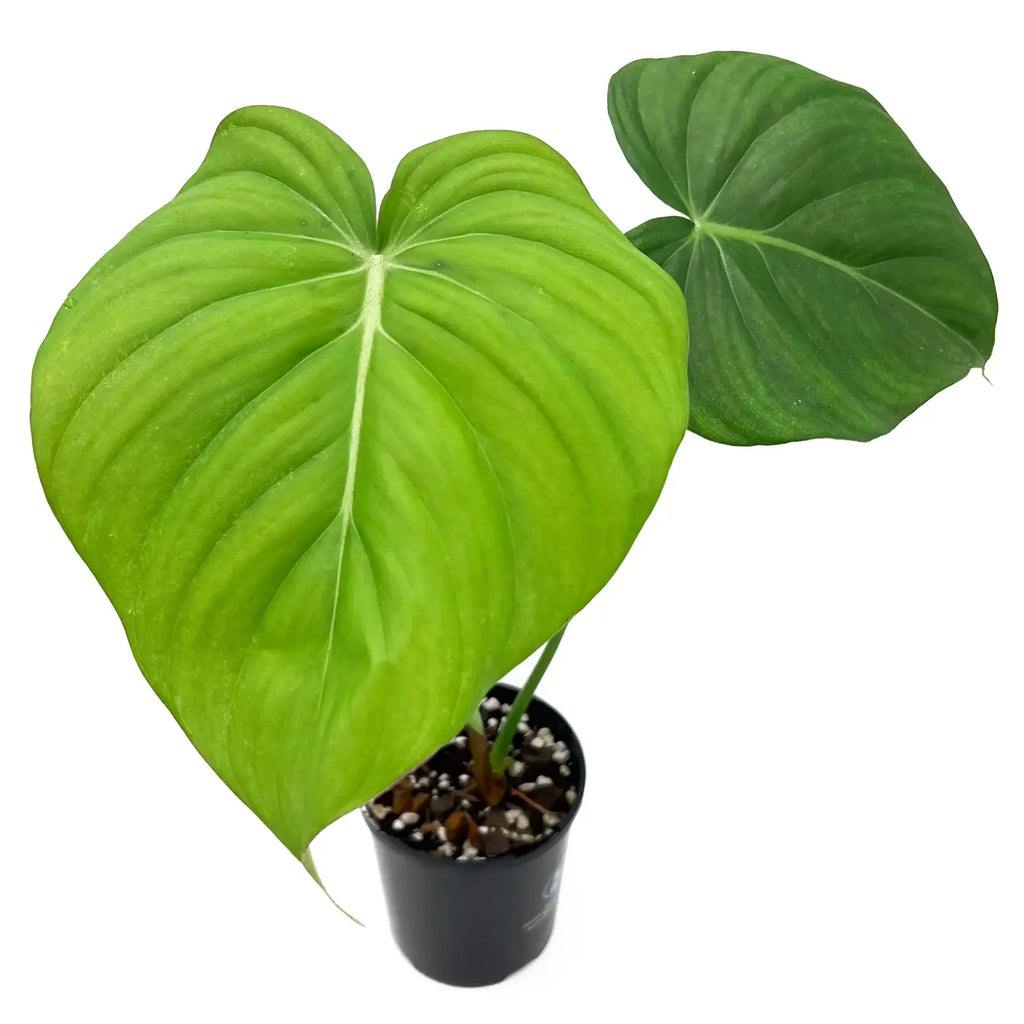 Philodendron Dean McDowell with large heart-shaped leaves, vibrant green color; rare indoor plants in Australia.
