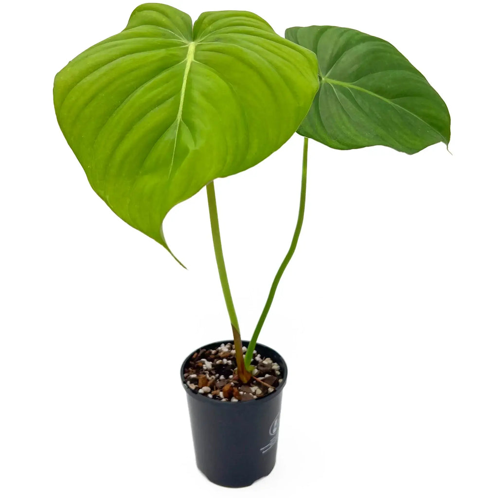 Philodendron Dean McDowell with large heart-shaped leaves in a pot, perfect for rare indoor plants and easy shipping in Australia.