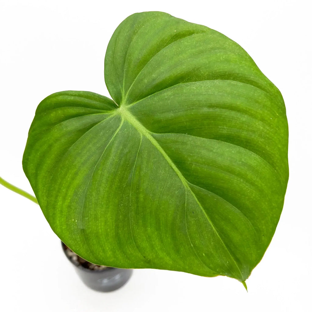 Philodendron Dean McDowell large heart-shaped leaf, showcasing deep veins; perfect for rare indoor plants lovers.