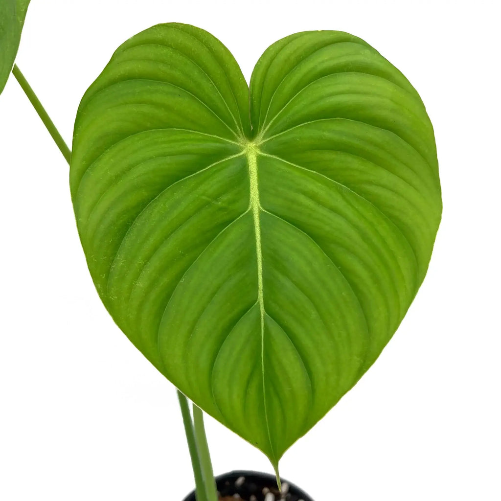 Philodendron Dean McDowell leaf showcasing vibrant green heart shape and deep veins, ideal for rare indoor plants.