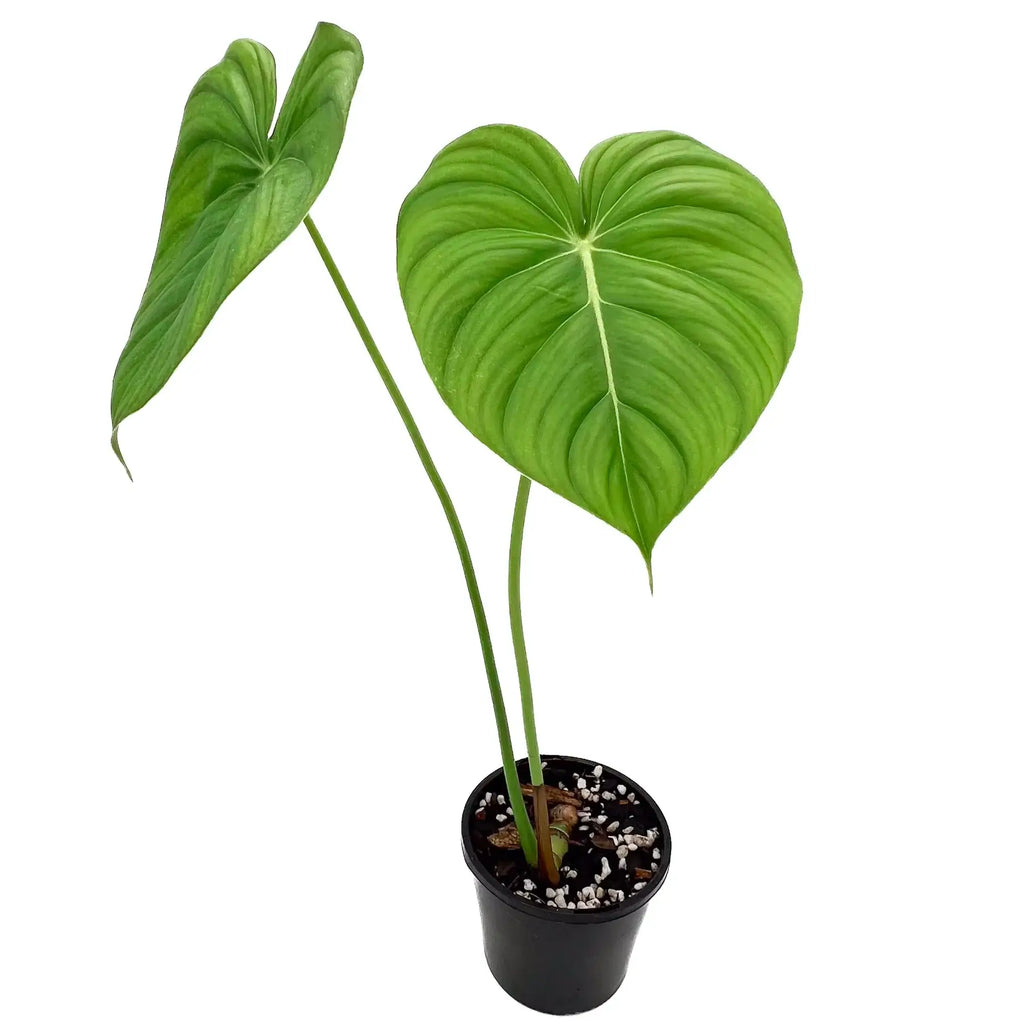 Philodendron Dean McDowell with large heart-shaped leaves, a rare indoor plant for Australian plant lovers.