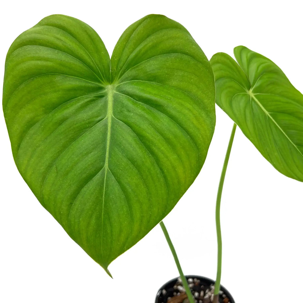 Philodendron Dean McDowell with large heart-shaped green leaves, ideal for indoor spaces and rare plant collection in Australia.