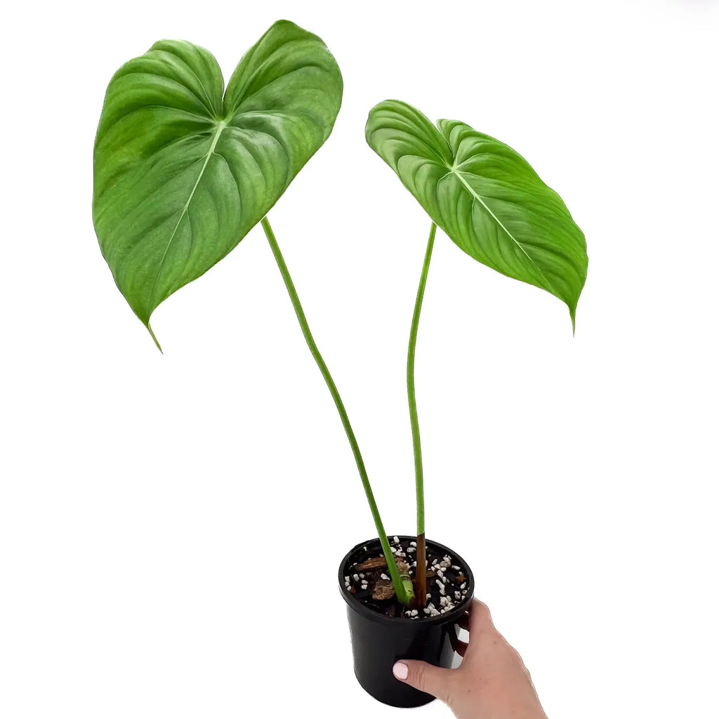 Philodendron Dean McDowell with large heart-shaped leaves, a rare indoor plant available online in Australia.