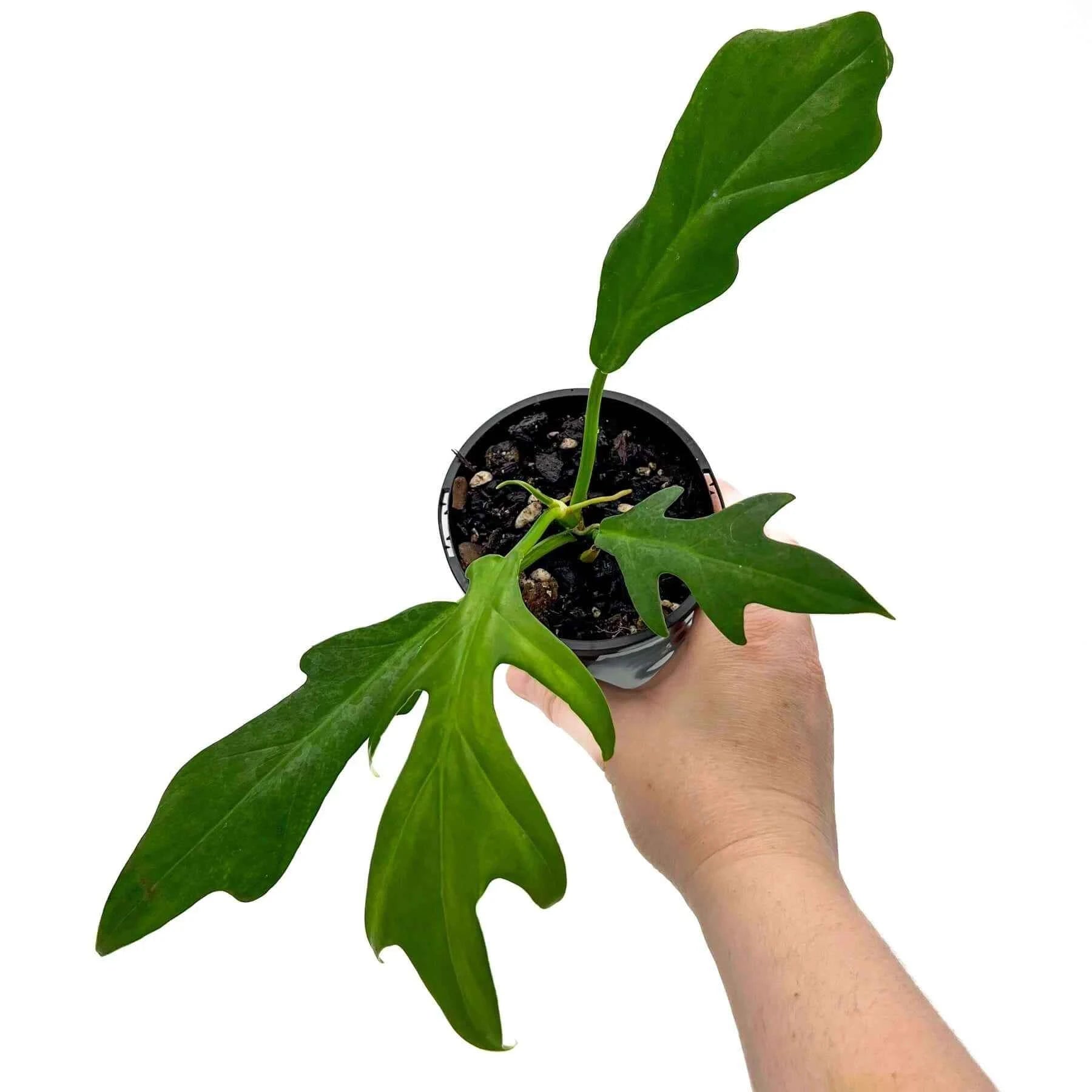 philodendron distantilobum care Buy Philodendron distantilobum Cinderella Online