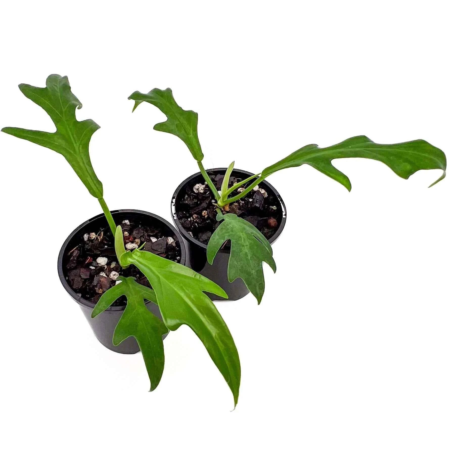 Buy Philodendron distantilobum Cinderella Online