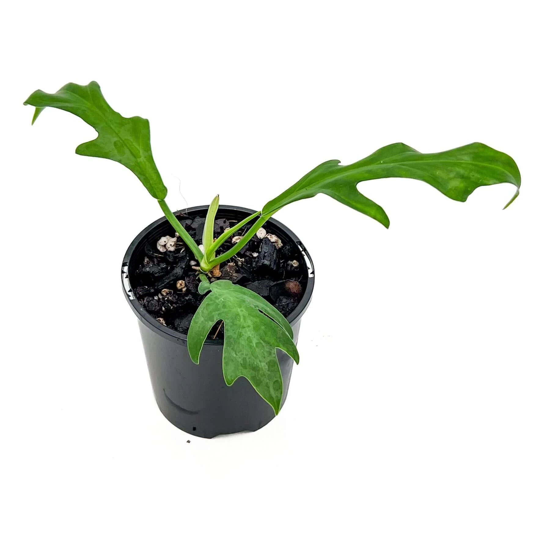 philodendron undulata Buy Philodendron distantilobum Cinderella Online