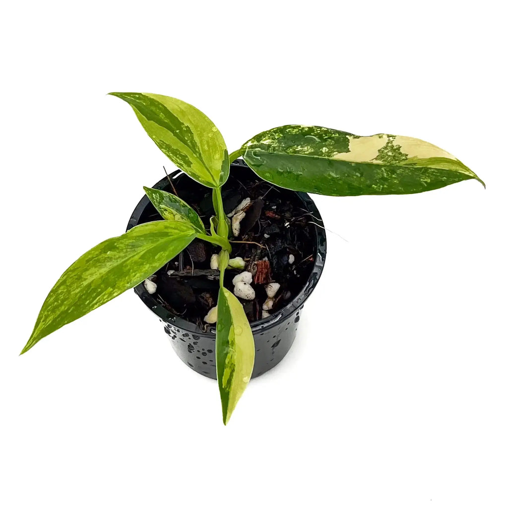 Philodendron domesticum variegata in a pot, showcasing variegated leaves in bright green and yellow. Chalet Boutique, Australia.