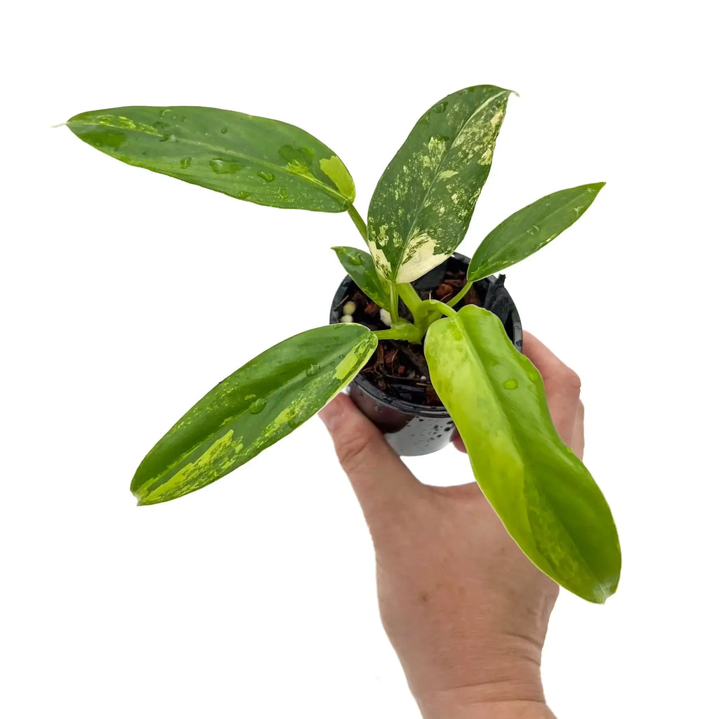 Variegated Philodendron domesticum variegata held in hand, showcasing glossy spade-shaped leaves. Chalet Boutique, Australia.