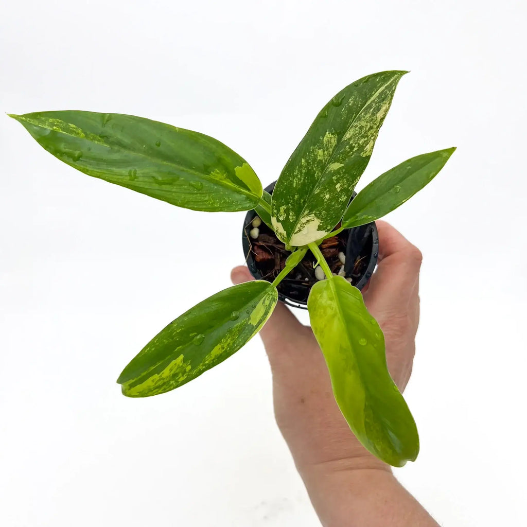 Philodendron domesticum variegata showcasing glossy variegated leaves held in hand, perfect for indoor plant enthusiasts. Chalet Boutique, Australia.