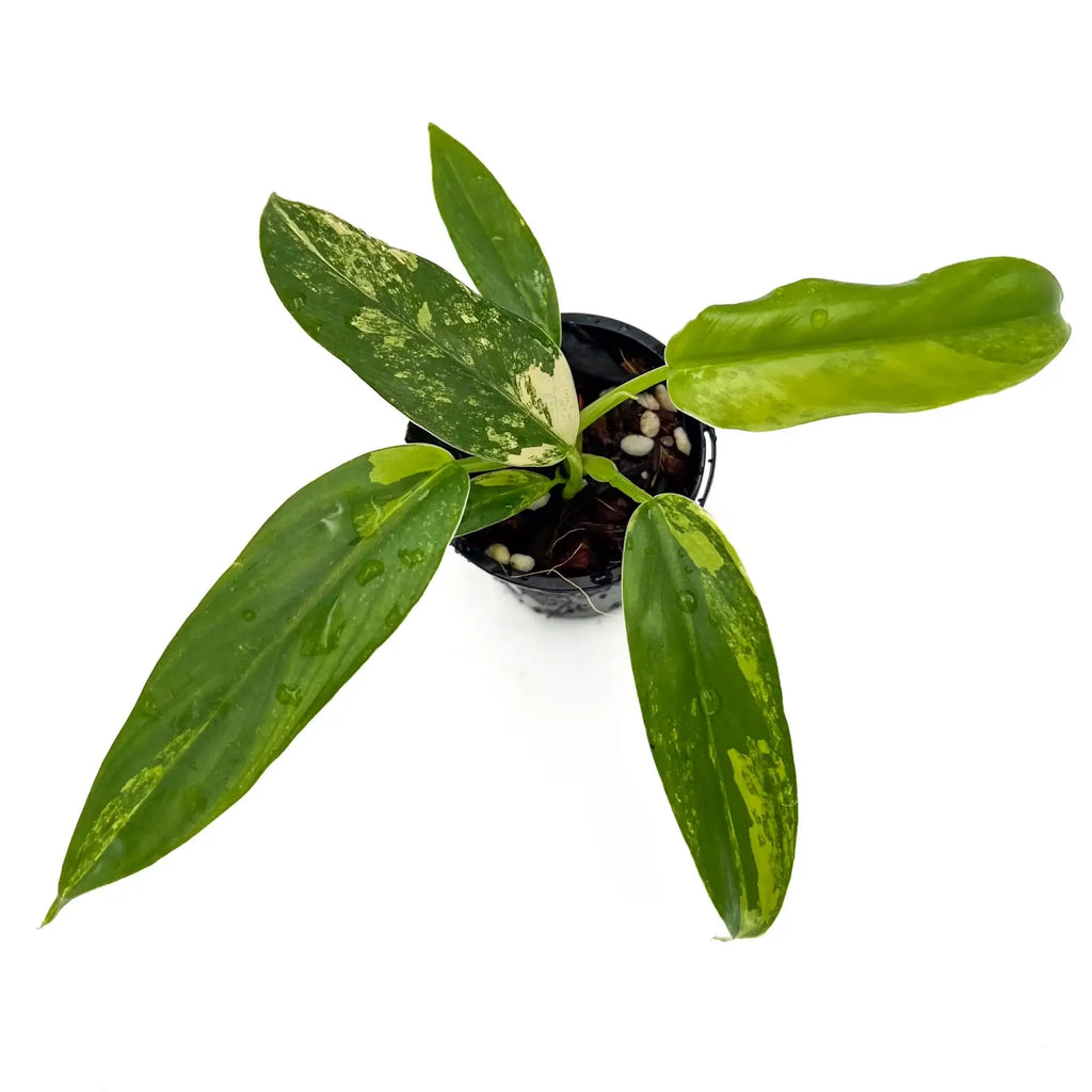 Philodendron domesticum variegata with glossy spade-shaped leaves, showcasing vibrant green and yellow variegation. Chalet Boutique, Australia.