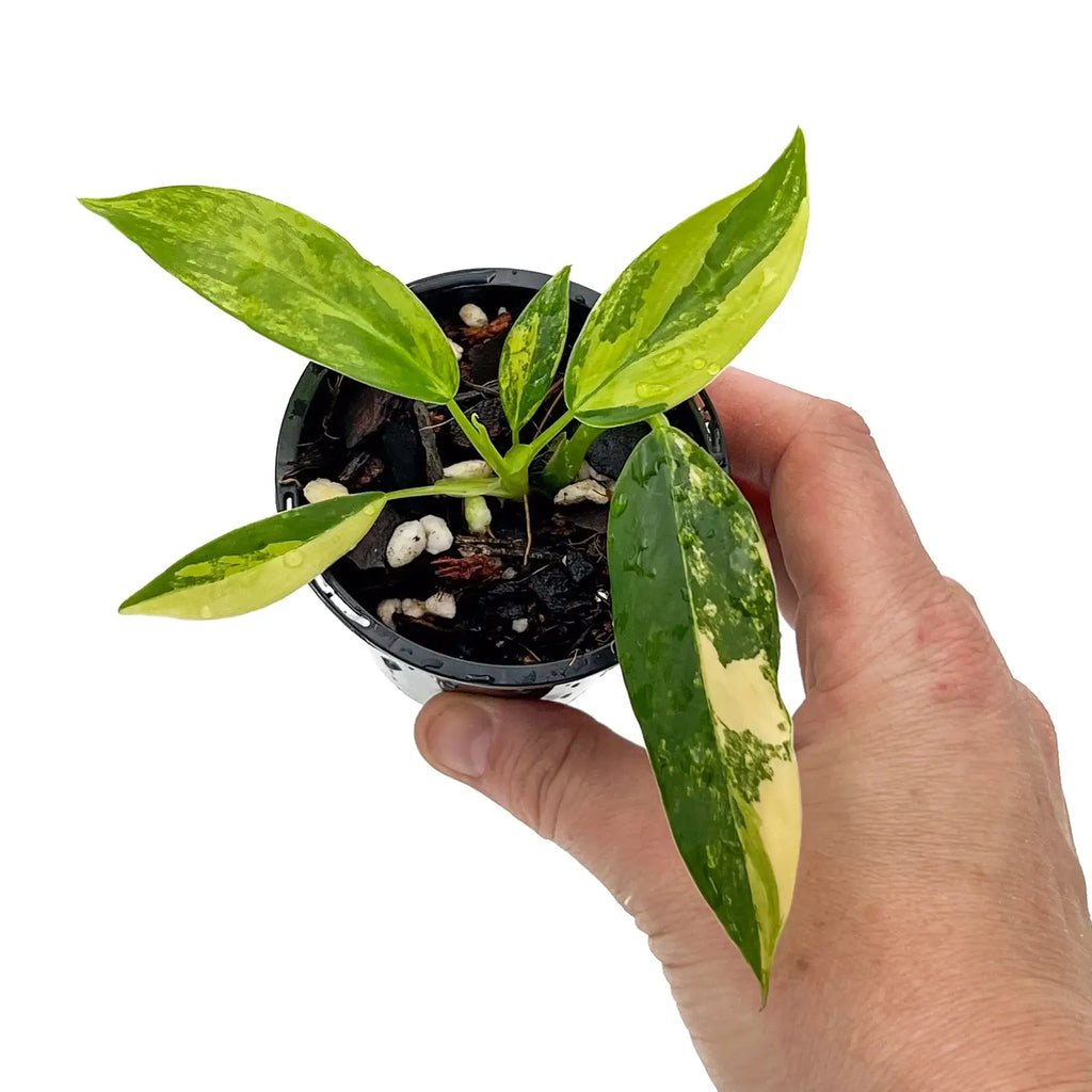 Philodendron domesticum variegata with glossy variegated leaves being held in a hand, perfect for rare indoor plants. Chalet Boutique, Australia.