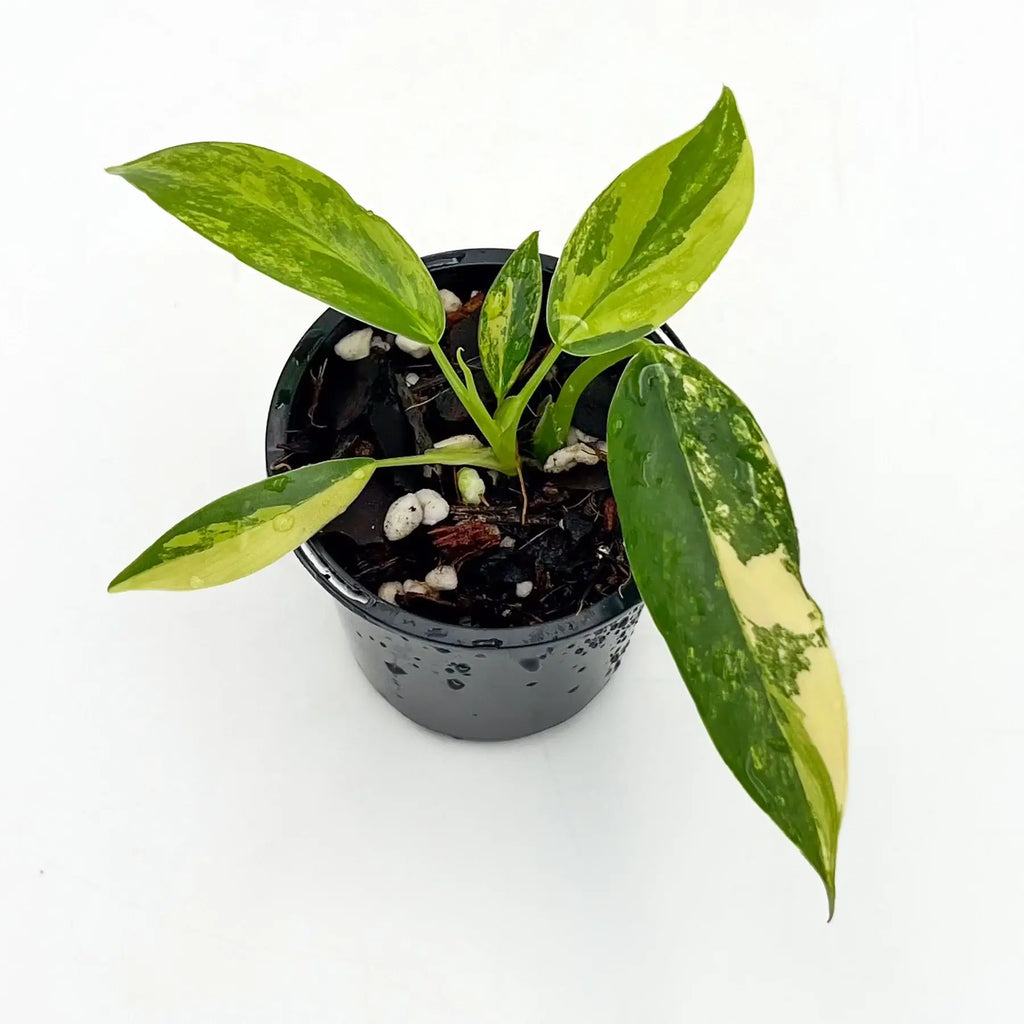 Variegated Philodendron domesticum variegata in black pot, showcasing glossy green and yellow leaves, from Chalet Boutique, Australia.