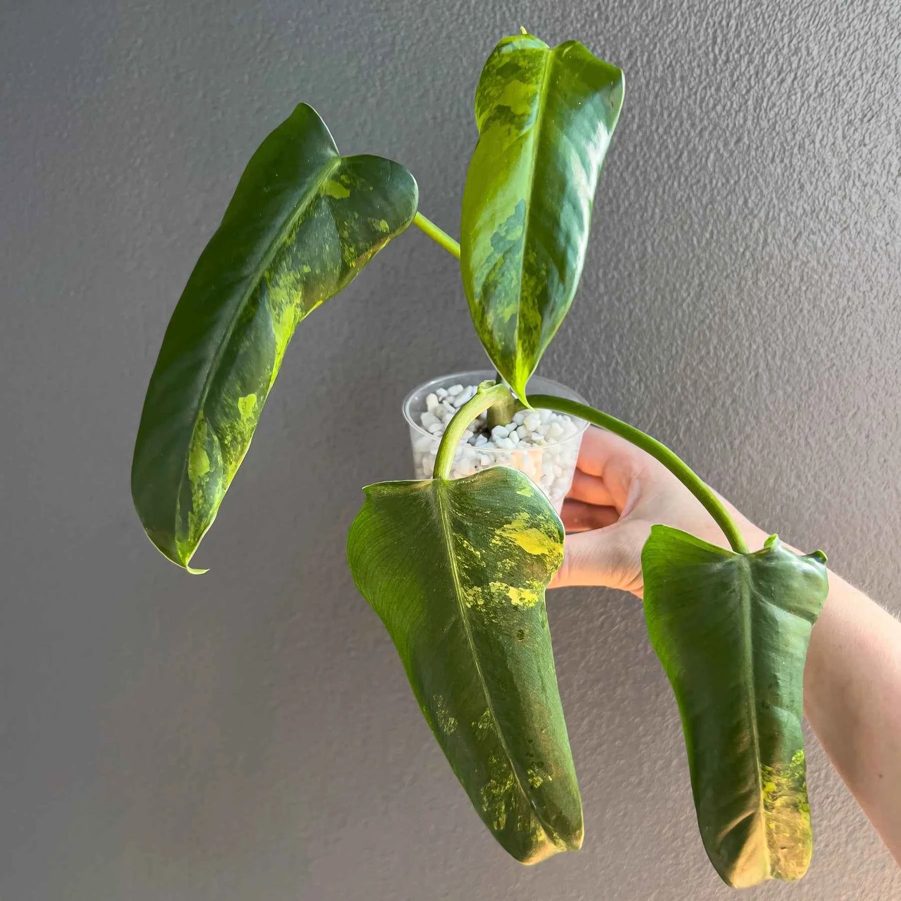 philodendron domesticum variegatum australia Philodendron domesticum variegated (Well Rooted)