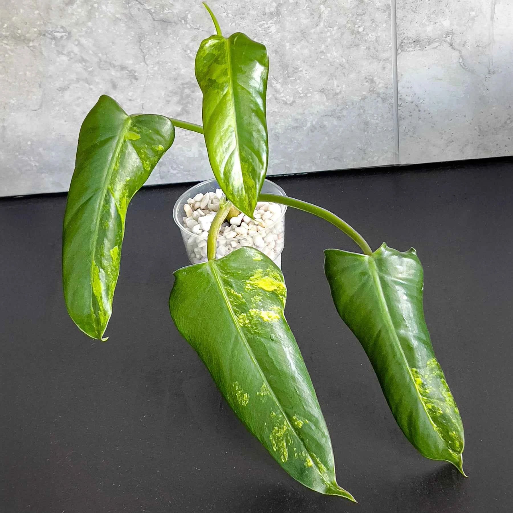 philodendron domesticum variegatum australia Philodendron domesticum variegated (Well Rooted)