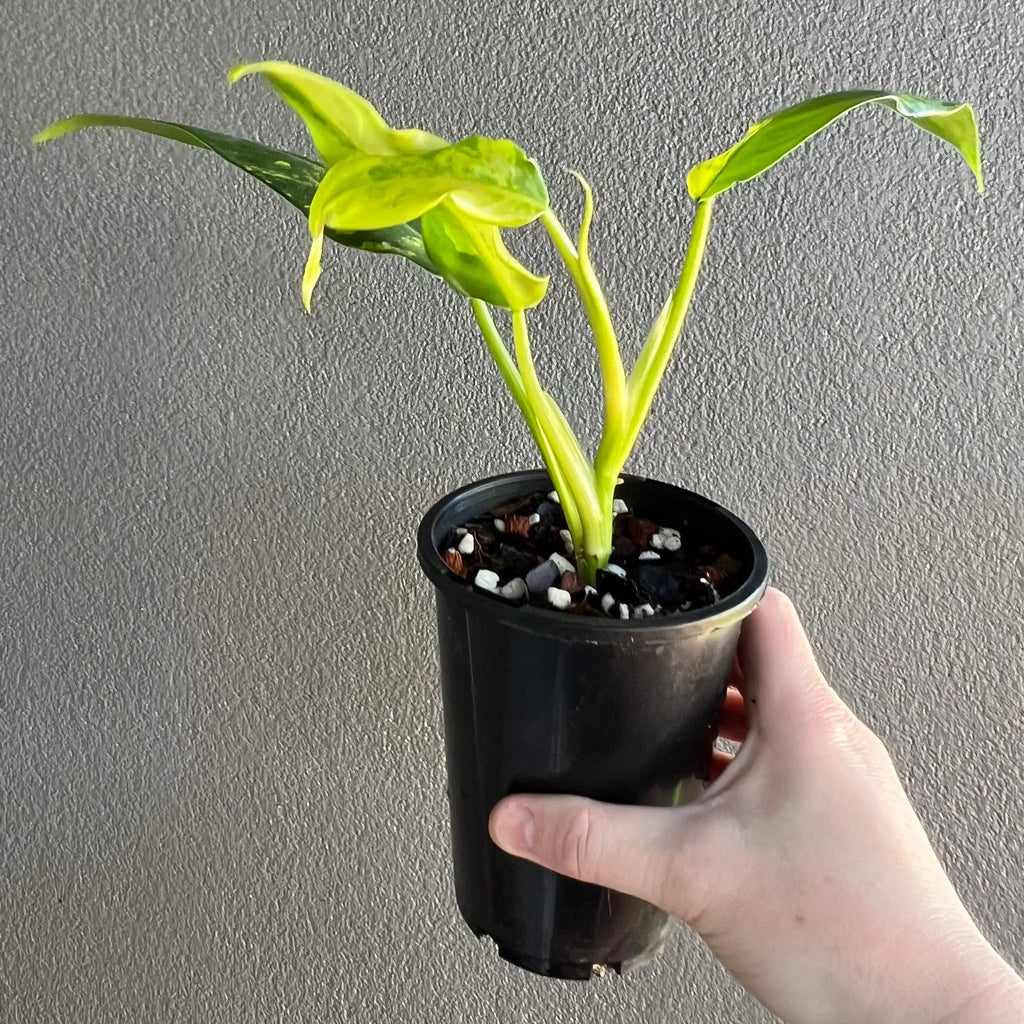Philodendron domesticum variegata in a black pot, showcasing bright green and yellow variegated leaves. Chalet Boutique, Australia.
