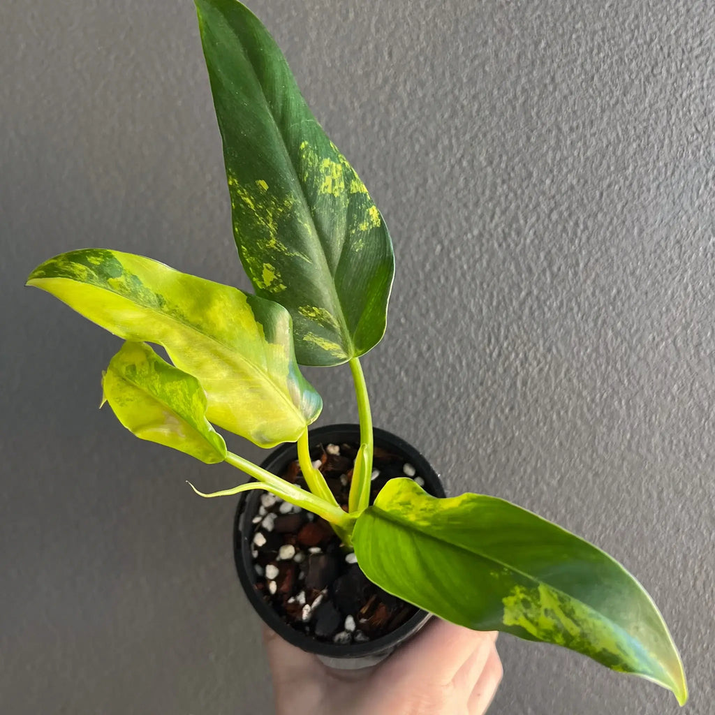 Philodendron domesticum variegata plant with glossy variegated leaves in black pot. Buy rare plants online at Chalet Boutique, Australia.