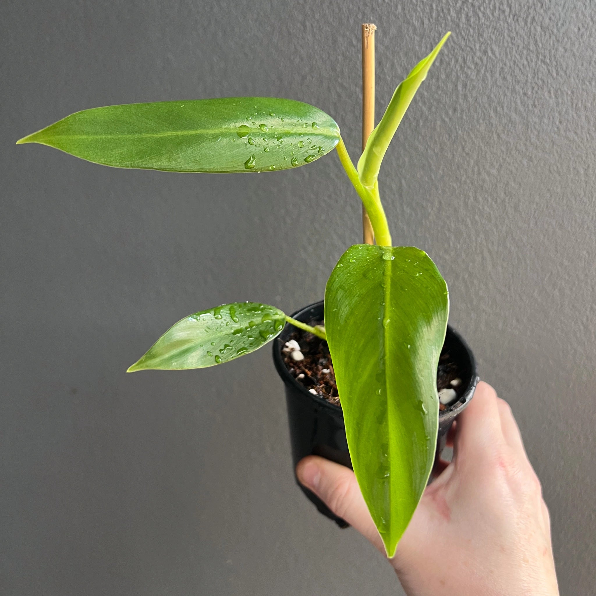 Buy Philodendron Domesticum